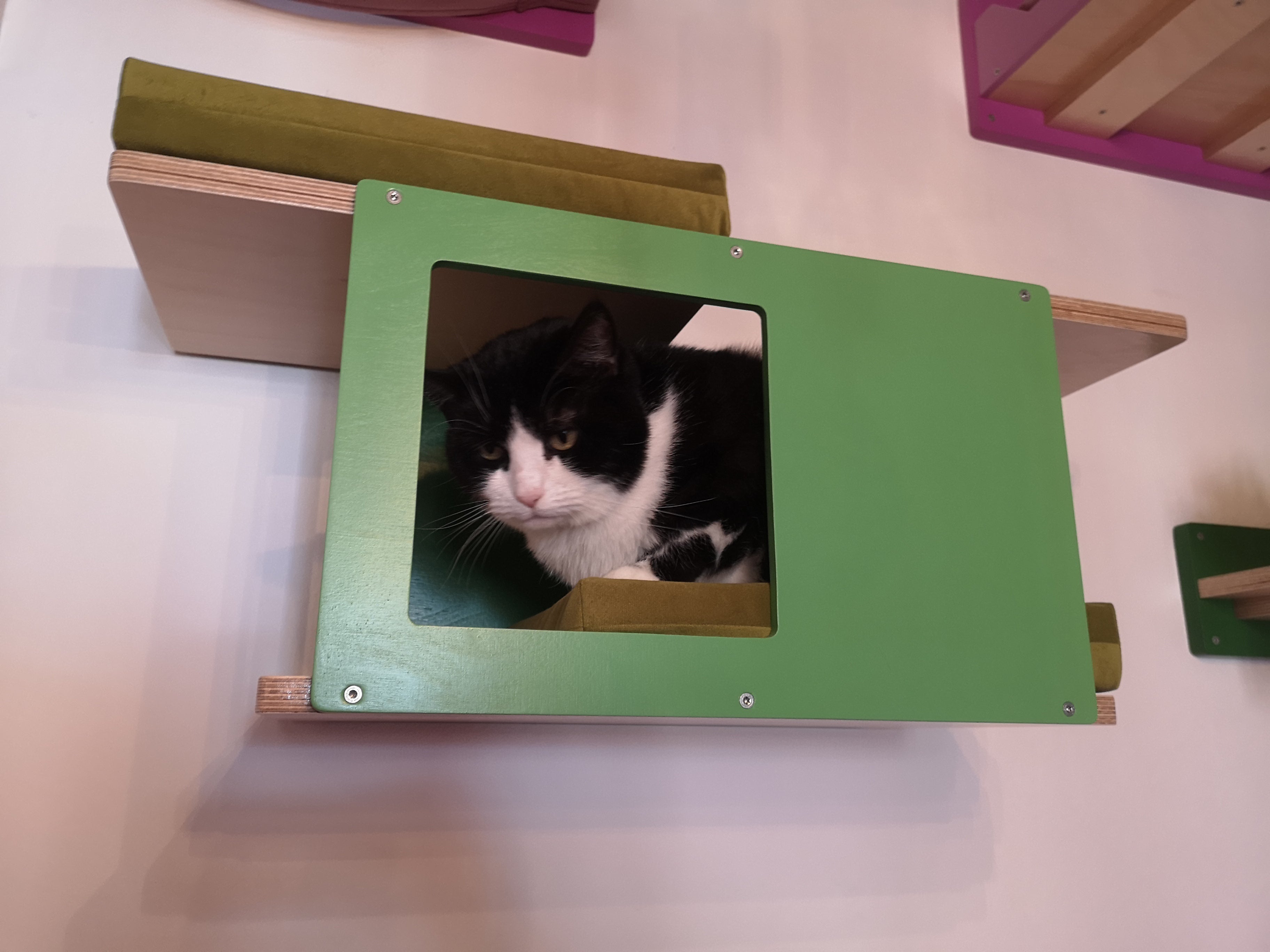 Cat Wall Shelf Bed - Wally Tunnel Mini - Scratchy Things Premium Pet Furniture