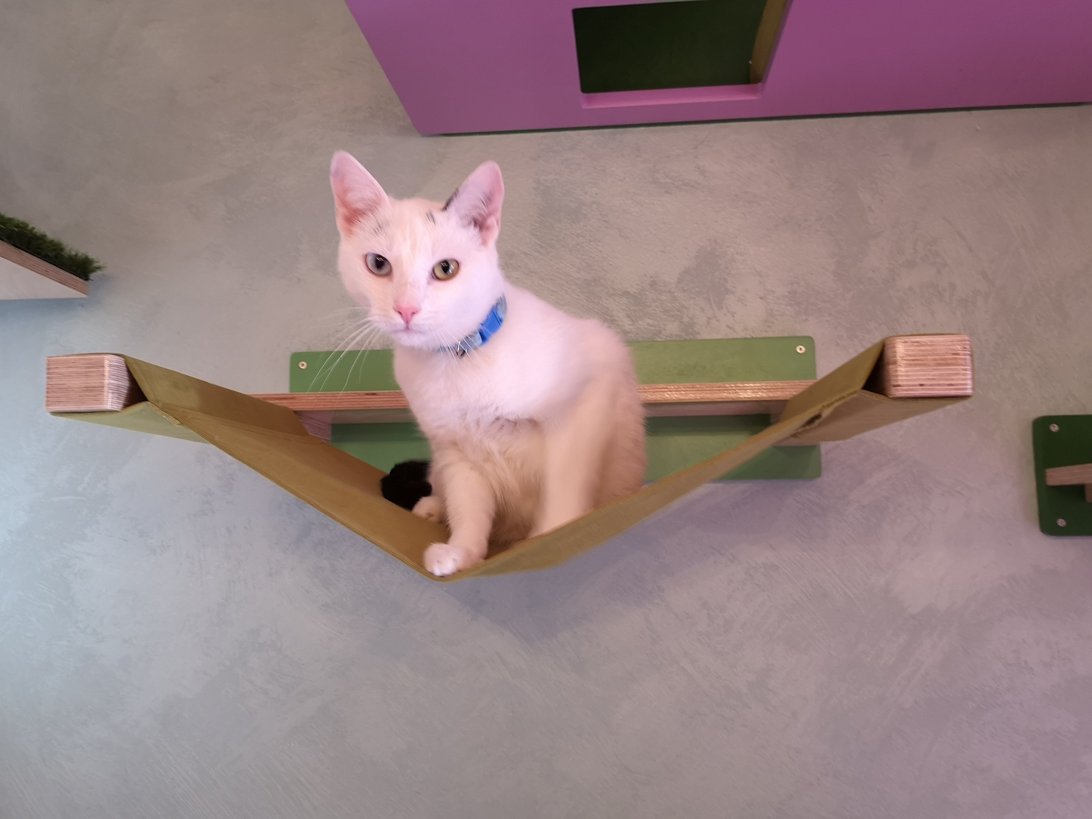 Cat Wall Shelf Bed Hammock - Wally ComboCot - Scratchy Things Premium Pet Furniture