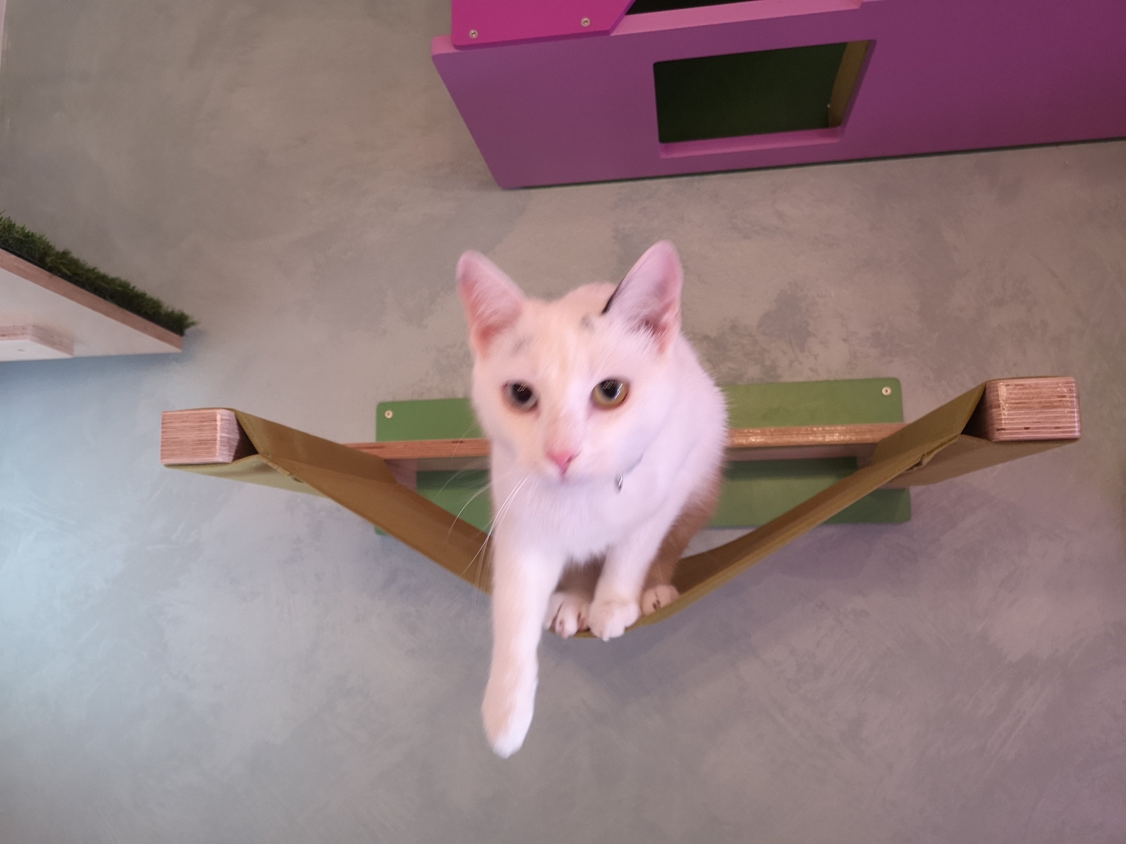 Cat Wall Shelf Bed Hammock - Wally ComboCot - Scratchy Things Premium Pet Furniture