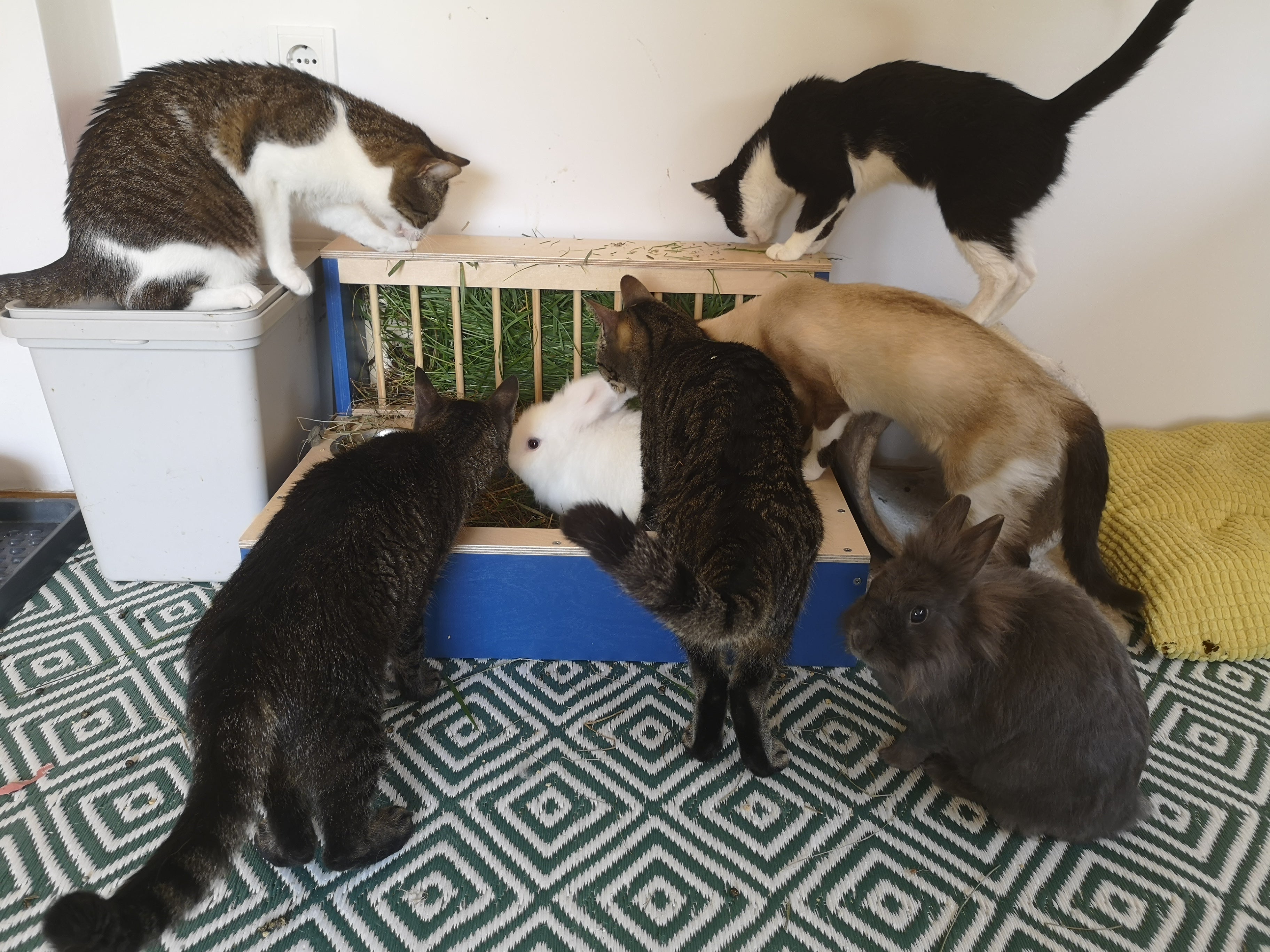 Rabbit Hay Feeder Litter box - Nibbler Combo Spectra 3in1 - Scratchy Things Premium Pet Furniture