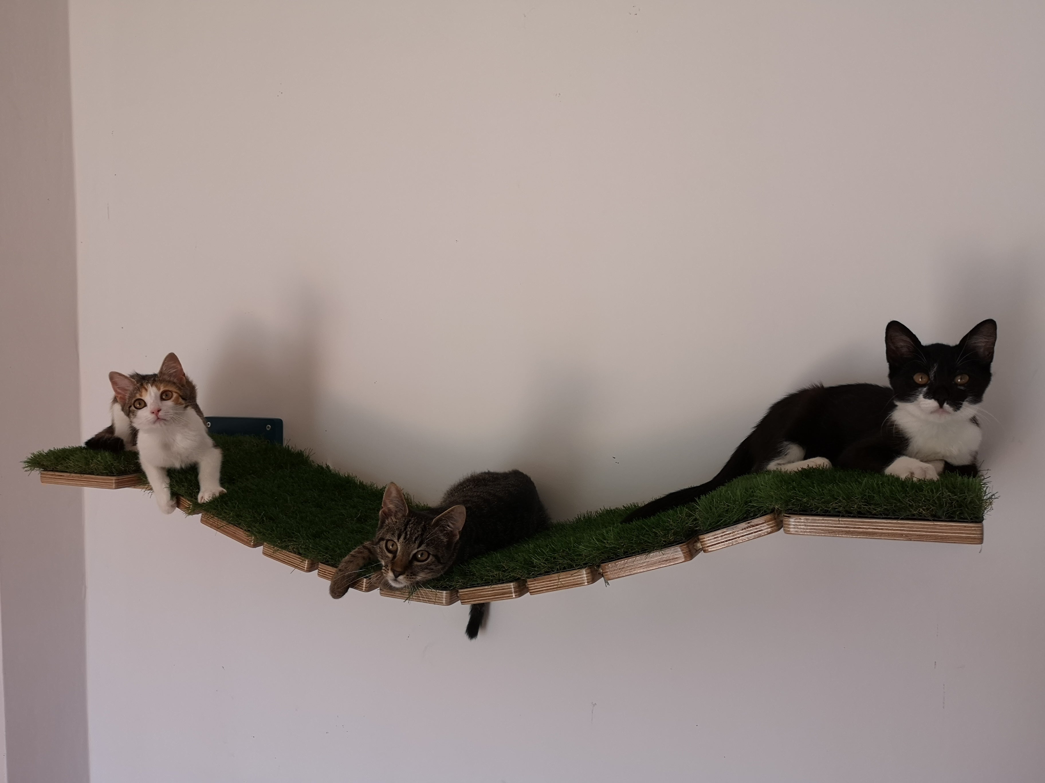 Cat Bridge Shelf Step Wide - Wally WideBridge (1Step - 1Step mount) - Scratchy Things Premium Pet Furniture