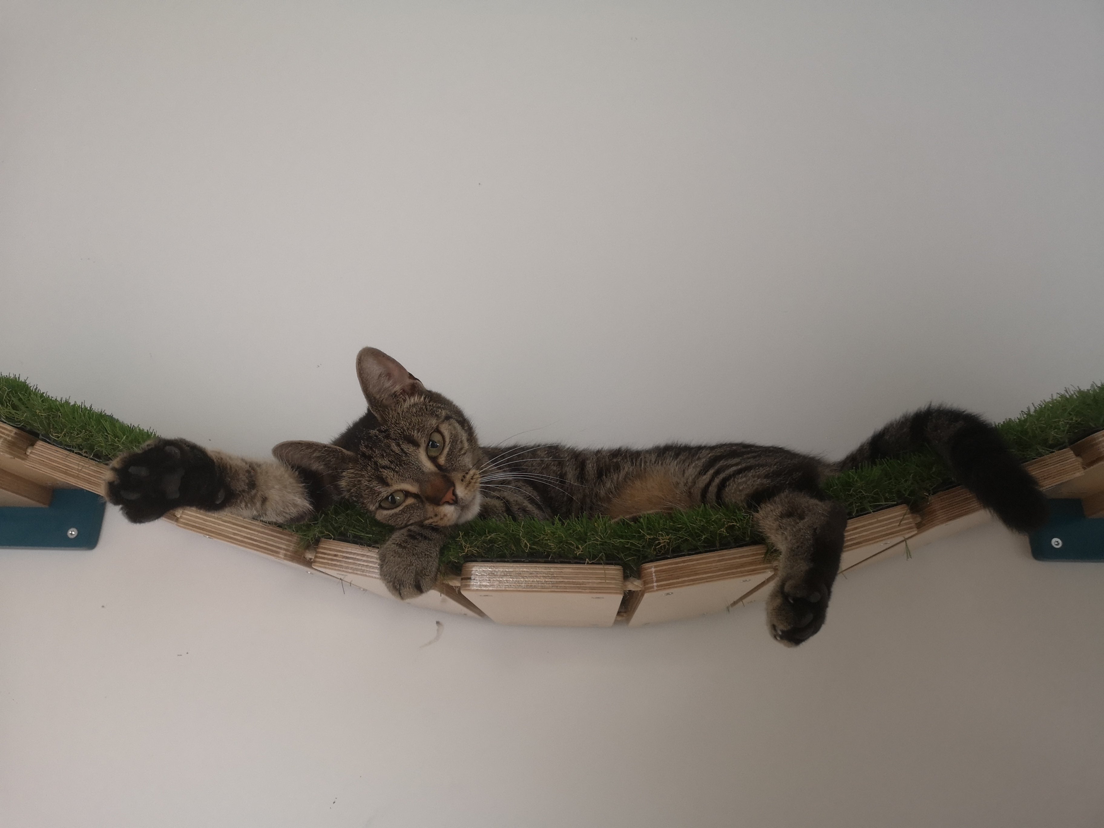 Cat Bridge Shelf Step Wide - Wally WideBridge (1Step - 1Step mount) - Scratchy Things Premium Pet Furniture