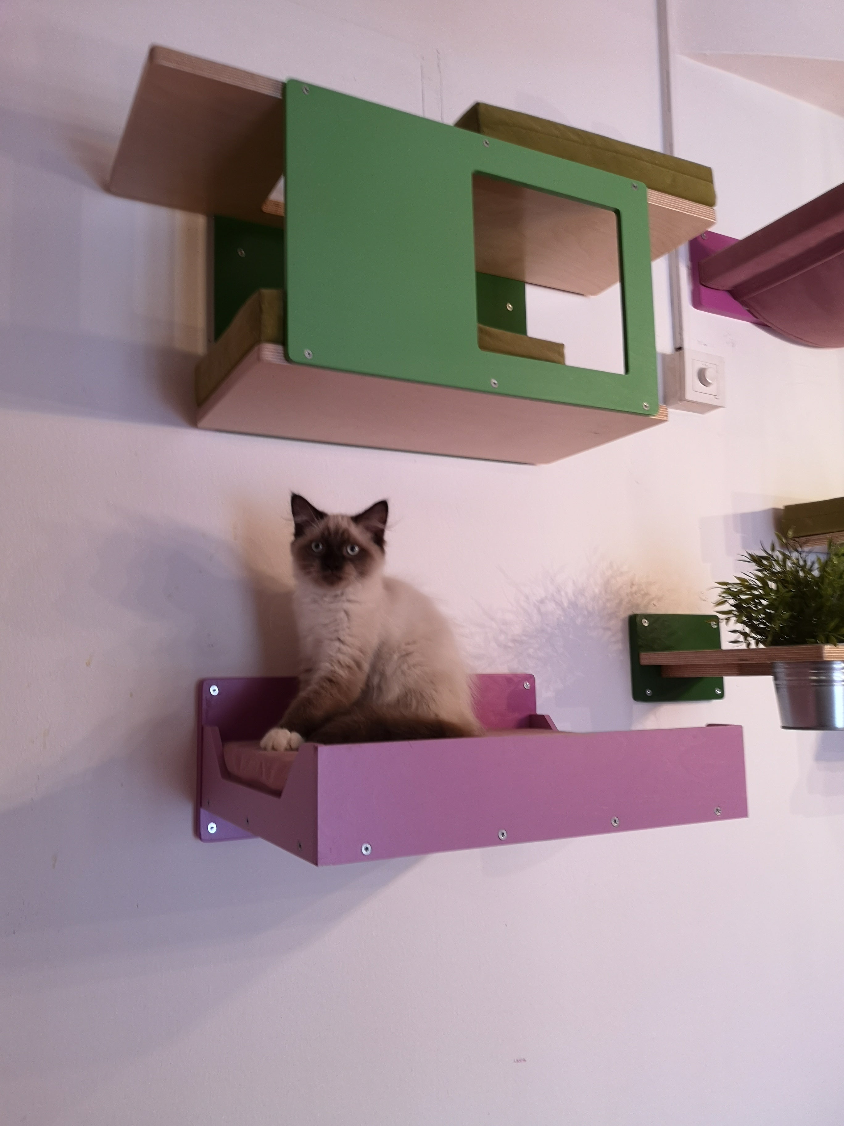 Big Cat Wall Shelf Bed - Wally BigCat Flat Plus - Scratchy Things Premium Pet Furniture