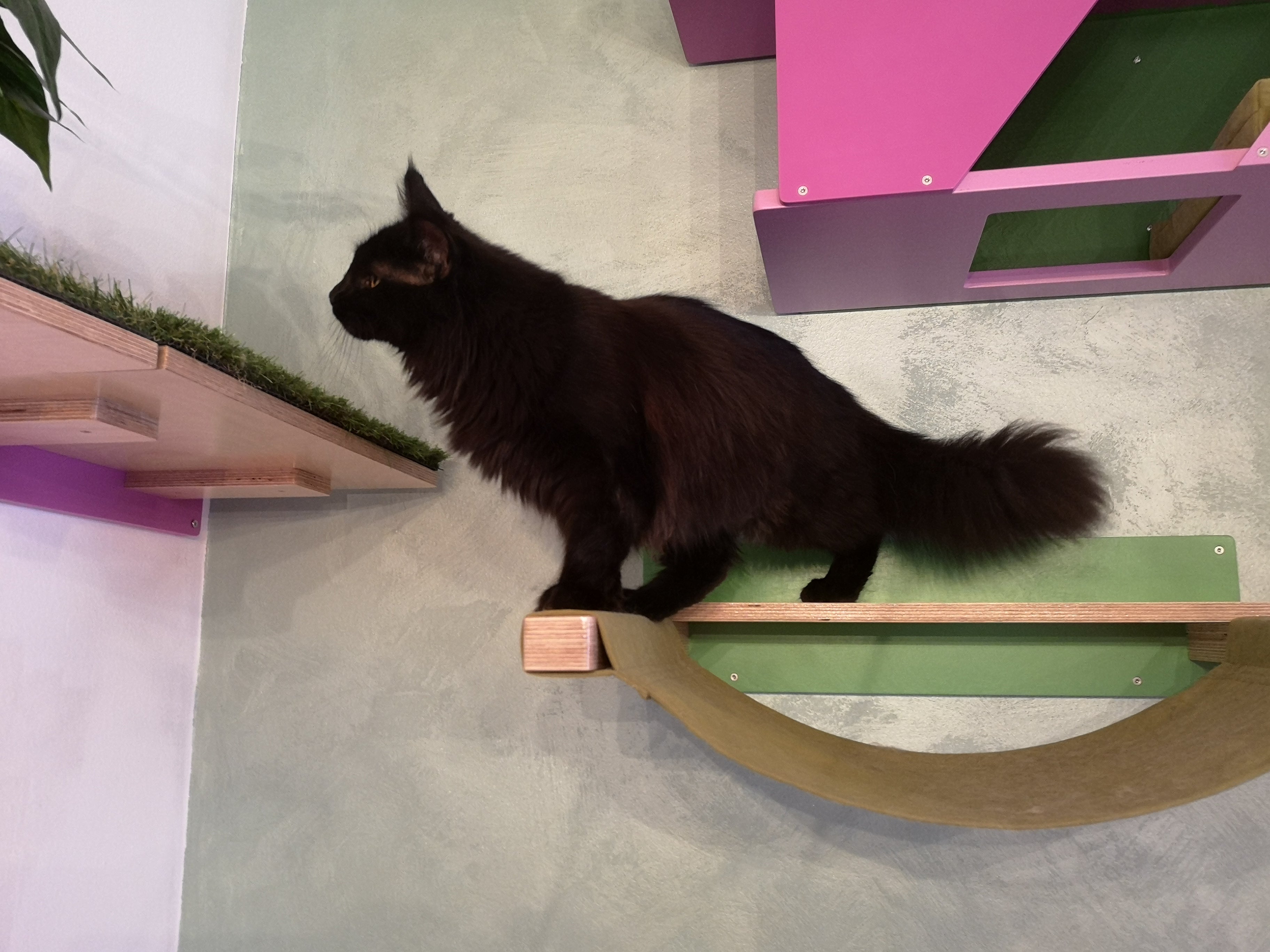 Cat Wall Shelf Bed Hammock - Wally ComboCot - Scratchy Things Premium Pet Furniture