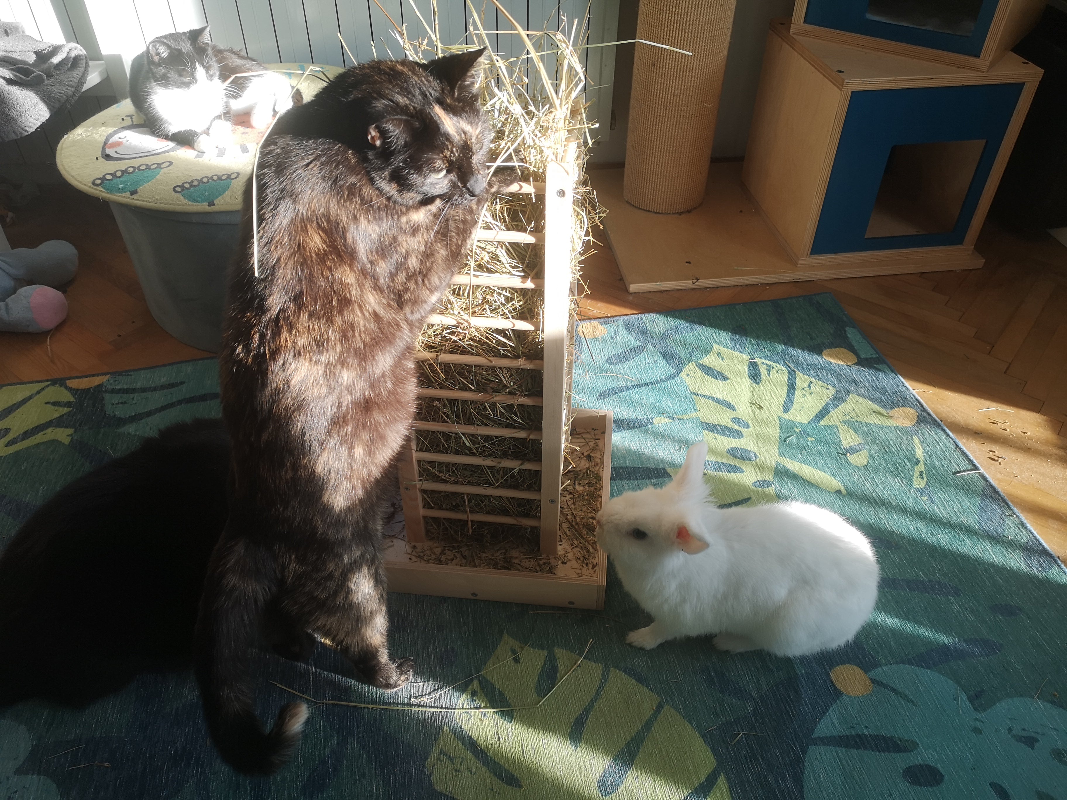 Rabbit Hay Rack Feeder Tower - Nibbler HayTower - Scratchy Things Premium Pet Furniture