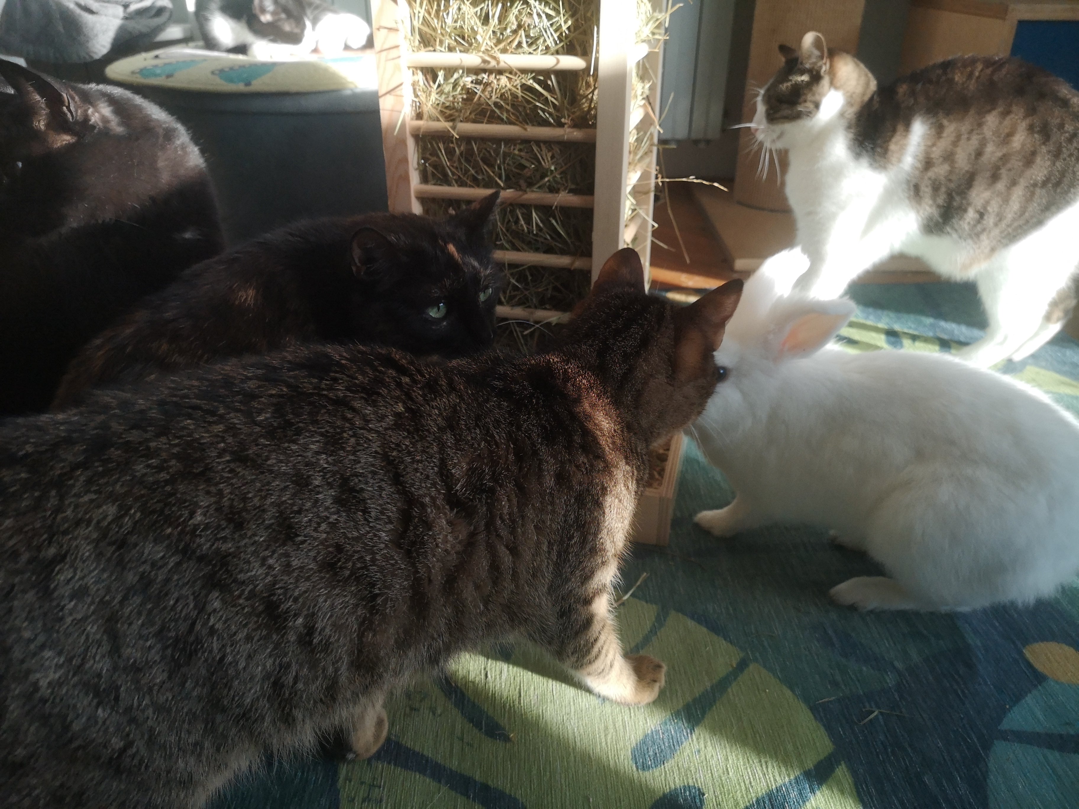 Rabbit Hay Rack Feeder Tower - Nibbler HayTower - Scratchy Things Premium Pet Furniture