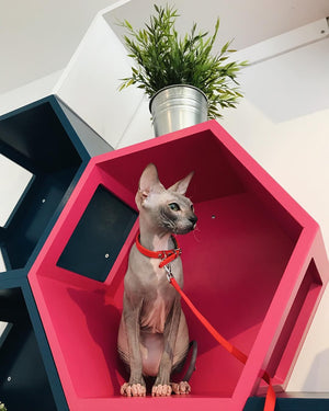 Cat Wall Shelf Hexagonal Bed Bundle - Wally Hex 25 2-pack - Scratchy Things Premium Pet Furniture