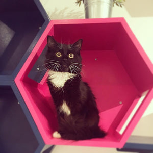 Cat Wall Shelf Hexagonal Bed Bundle - Wally Hex 25 2-pack - Scratchy Things Premium Pet Furniture