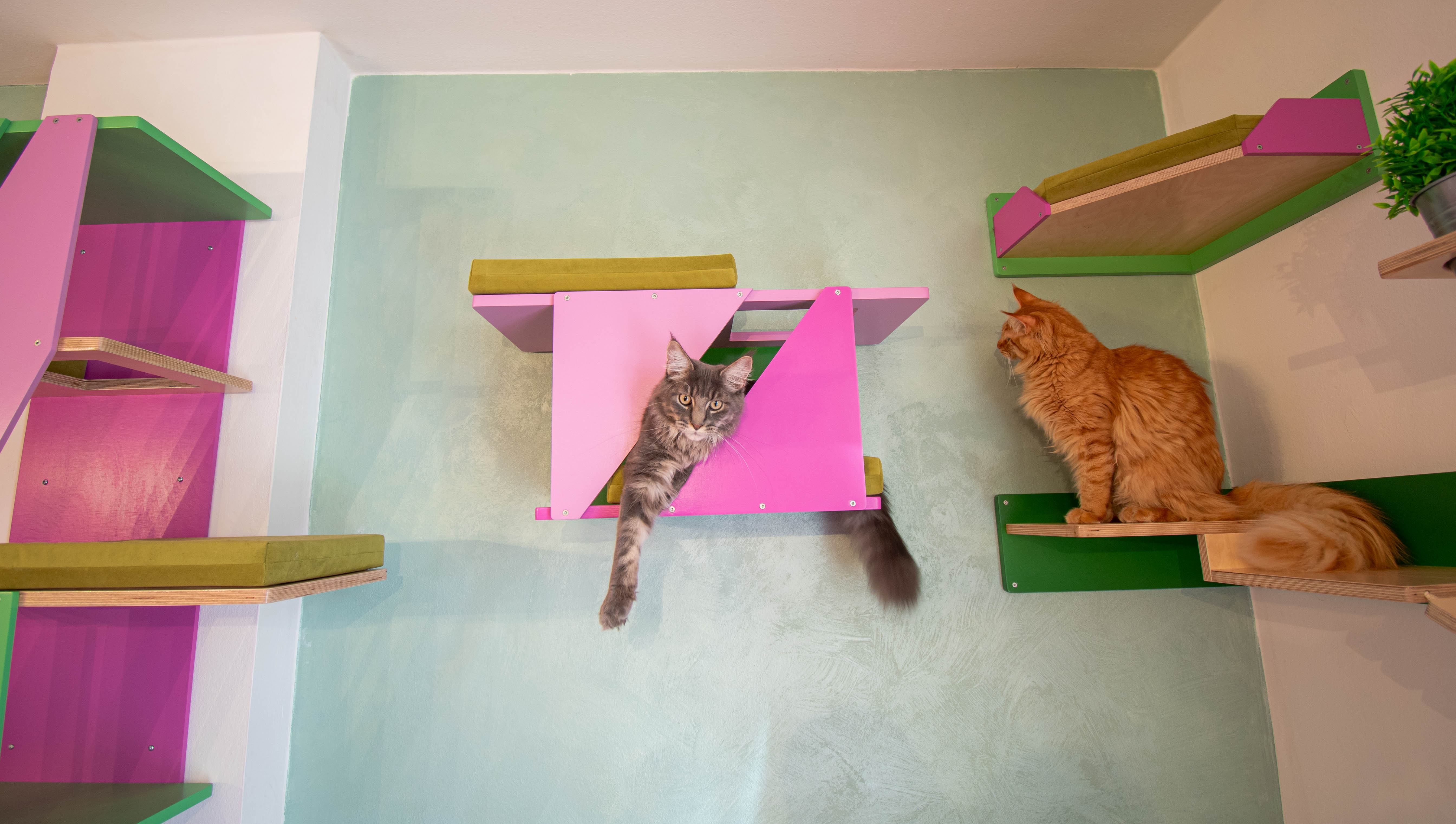 Big Cat Wall Shelf Bed Box - BigCat Sharp Tunnel Mini - Scratchy Things Premium Pet Furniture