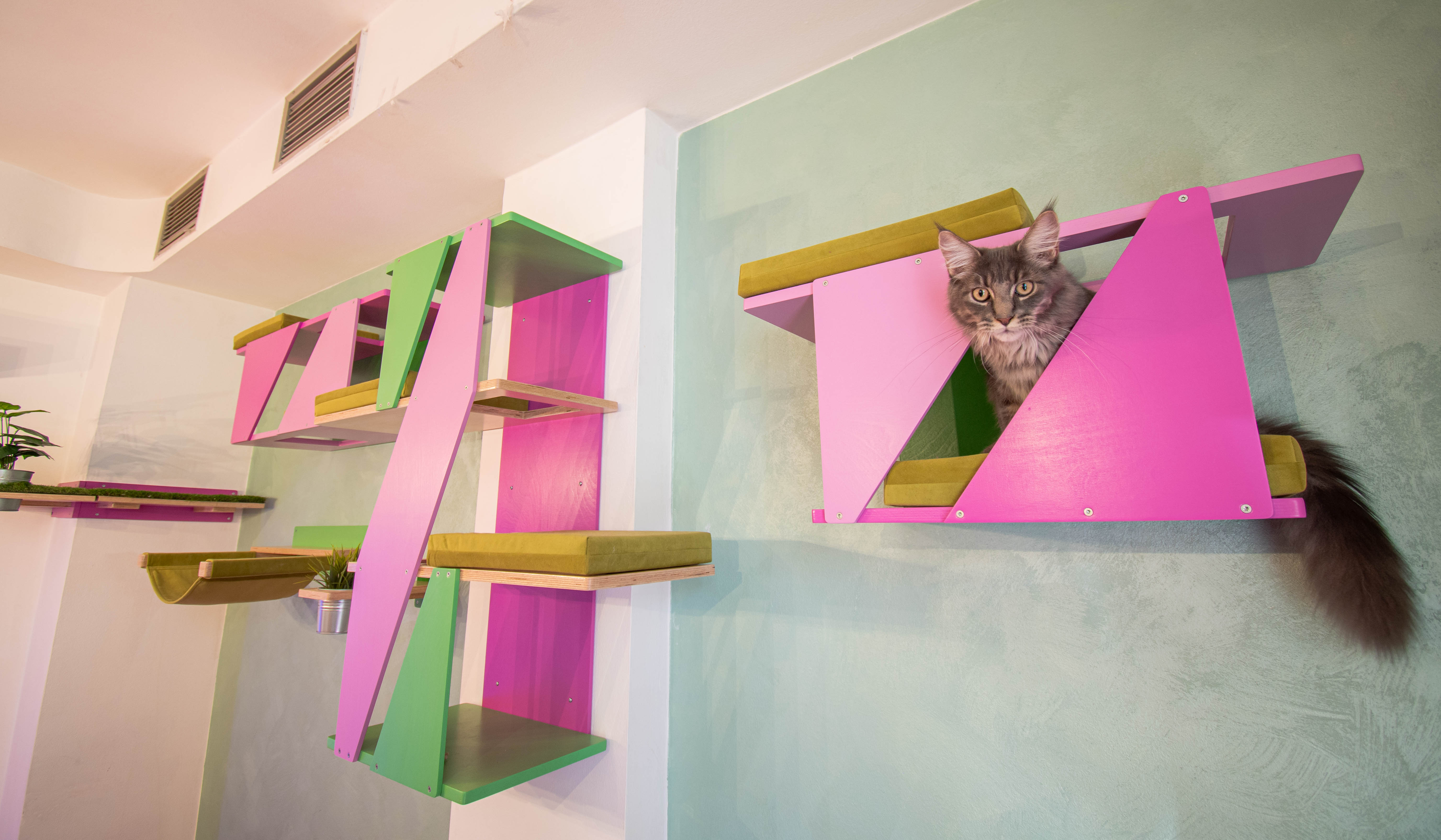 Big Cat Wall Shelf Bed Box - BigCat Sharp Tunnel Mini - Scratchy Things Premium Pet Furniture