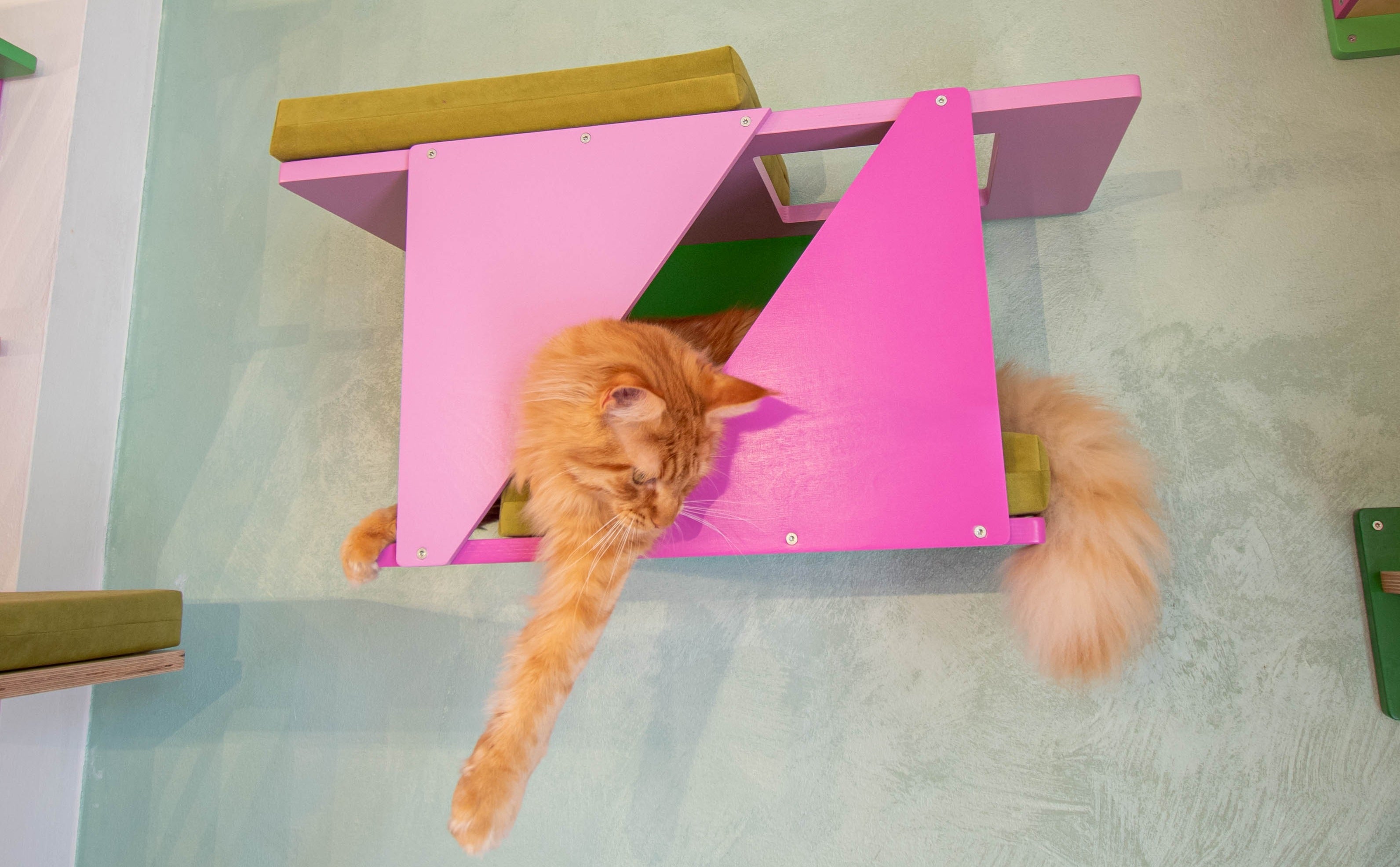 Big Cat Wall Shelf Bed Box - BigCat Sharp Tunnel Mini - Scratchy Things Premium Pet Furniture