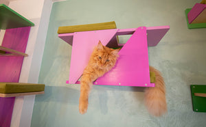 Big Cat Wall Shelf Bed Box - BigCat Sharp Tunnel Mini - Scratchy Things Premium Pet Furniture