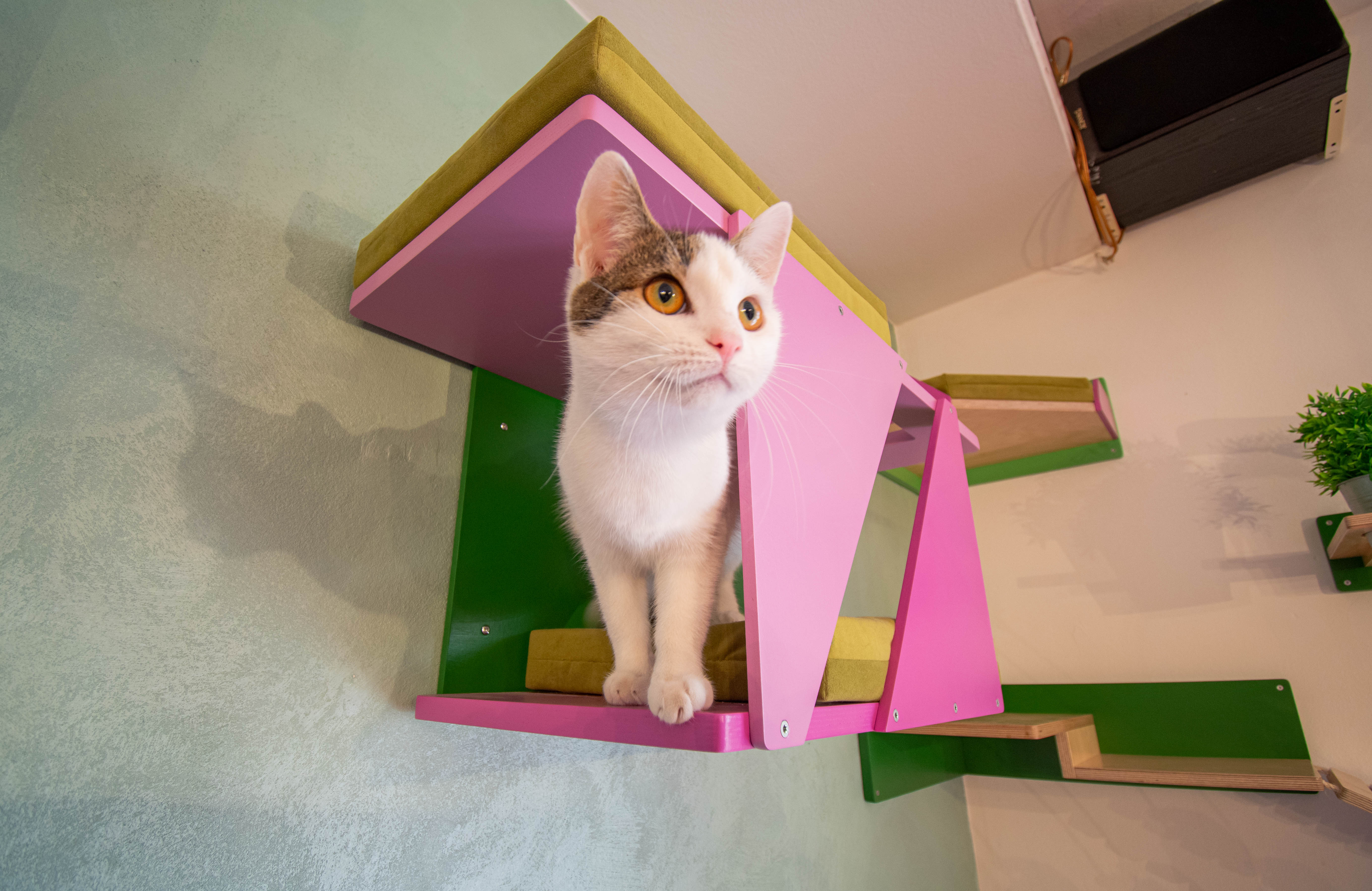 Big Cat Wall Shelf Bed Box - BigCat Sharp Tunnel Mini - Scratchy Things Premium Pet Furniture