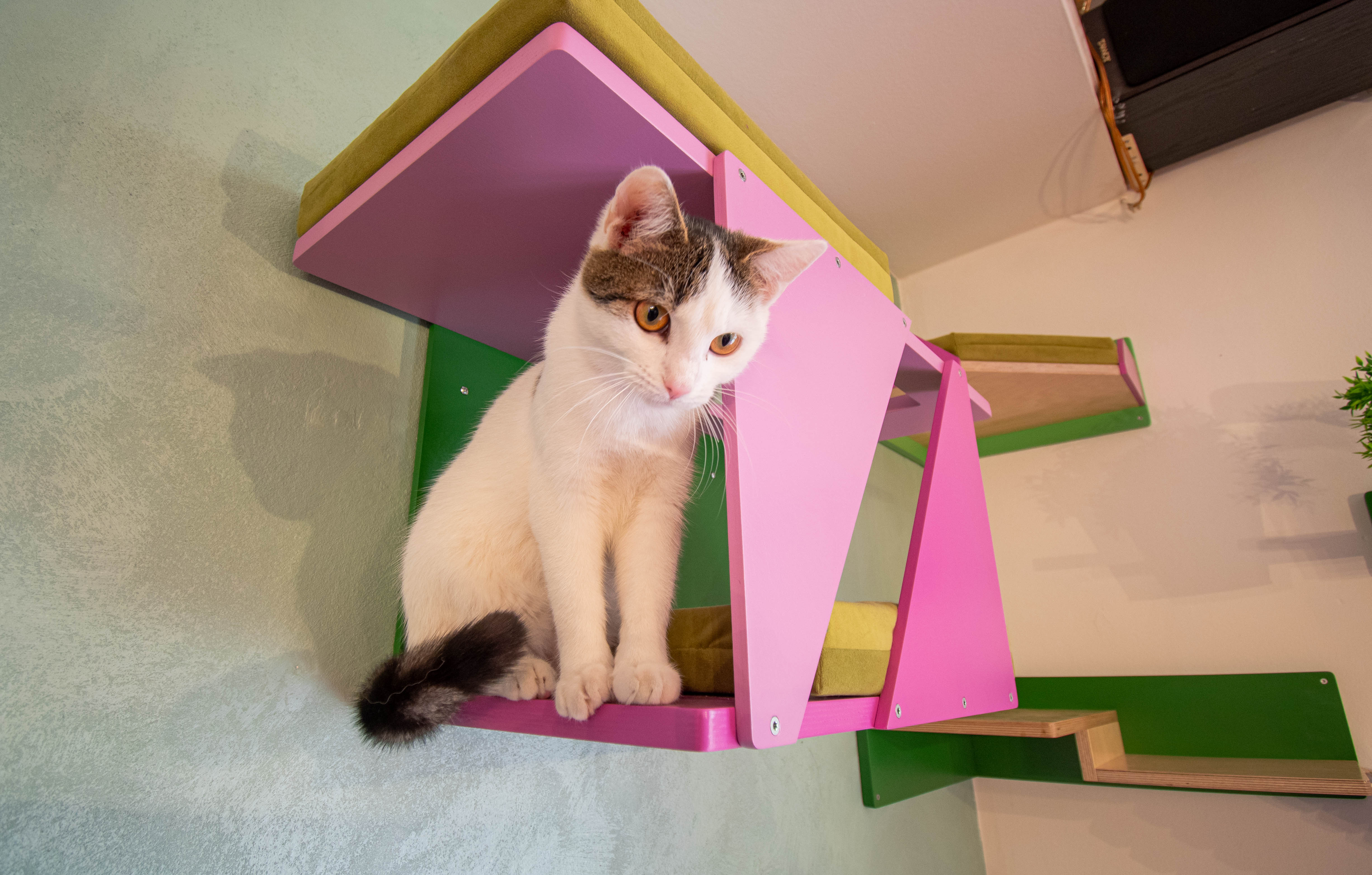 Big Cat Wall Shelf Bed Box - BigCat Sharp Tunnel Mini - Scratchy Things Premium Pet Furniture