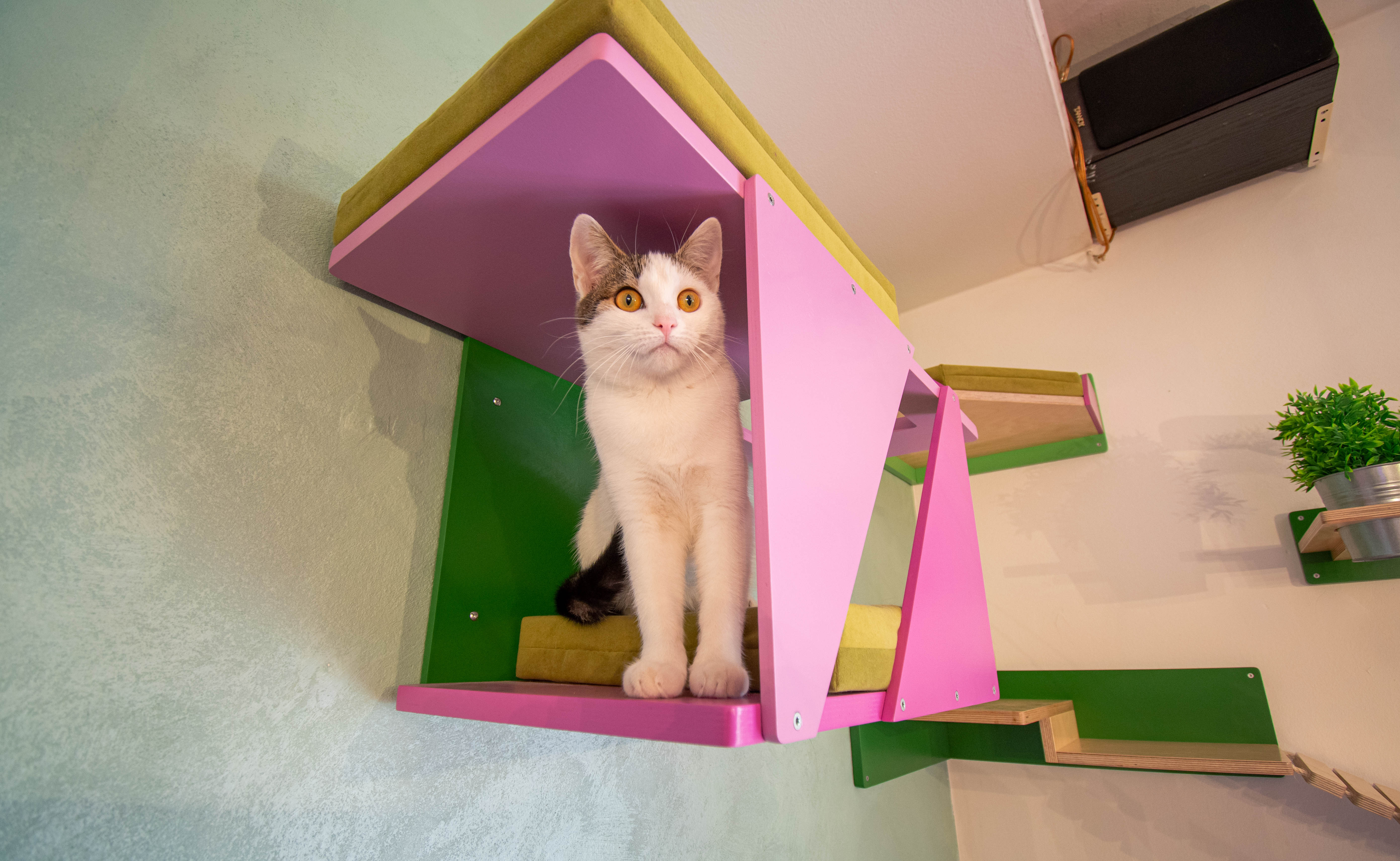 Big Cat Wall Shelf Bed Box - BigCat Sharp Tunnel Mini - Scratchy Things Premium Pet Furniture