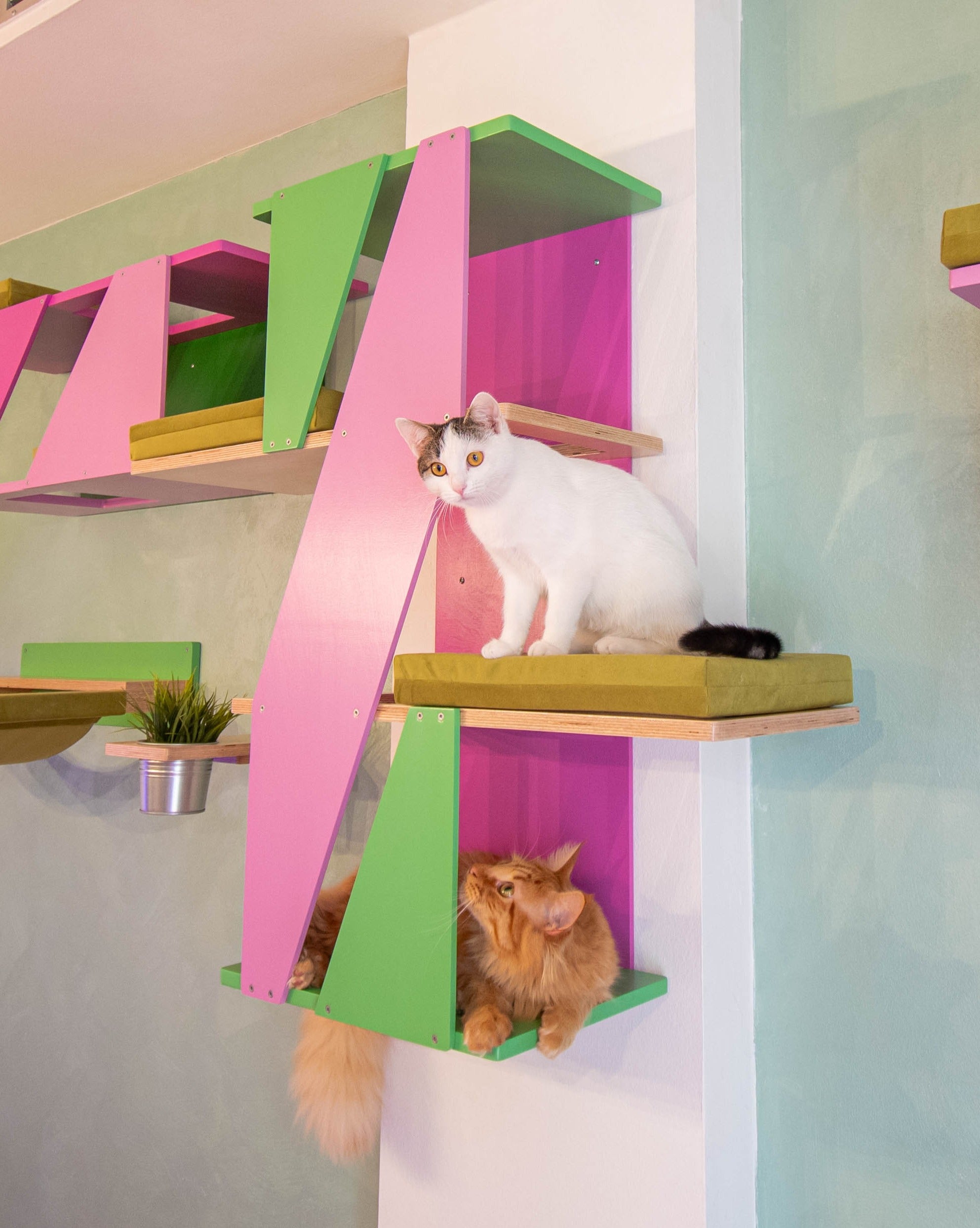 Big Cat Wall Shelf Bed Box - BigCat Sharp Stacker - Scratchy Things Premium Pet Furniture