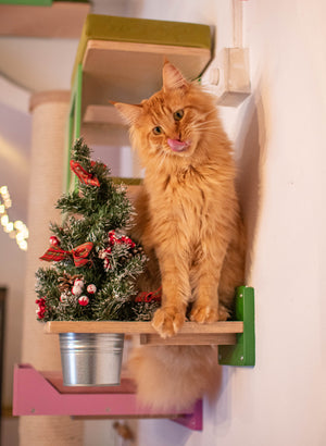 Cat Wall Shelf Step Plant - Wally Flora - Scratchy Things Premium Pet Furniture