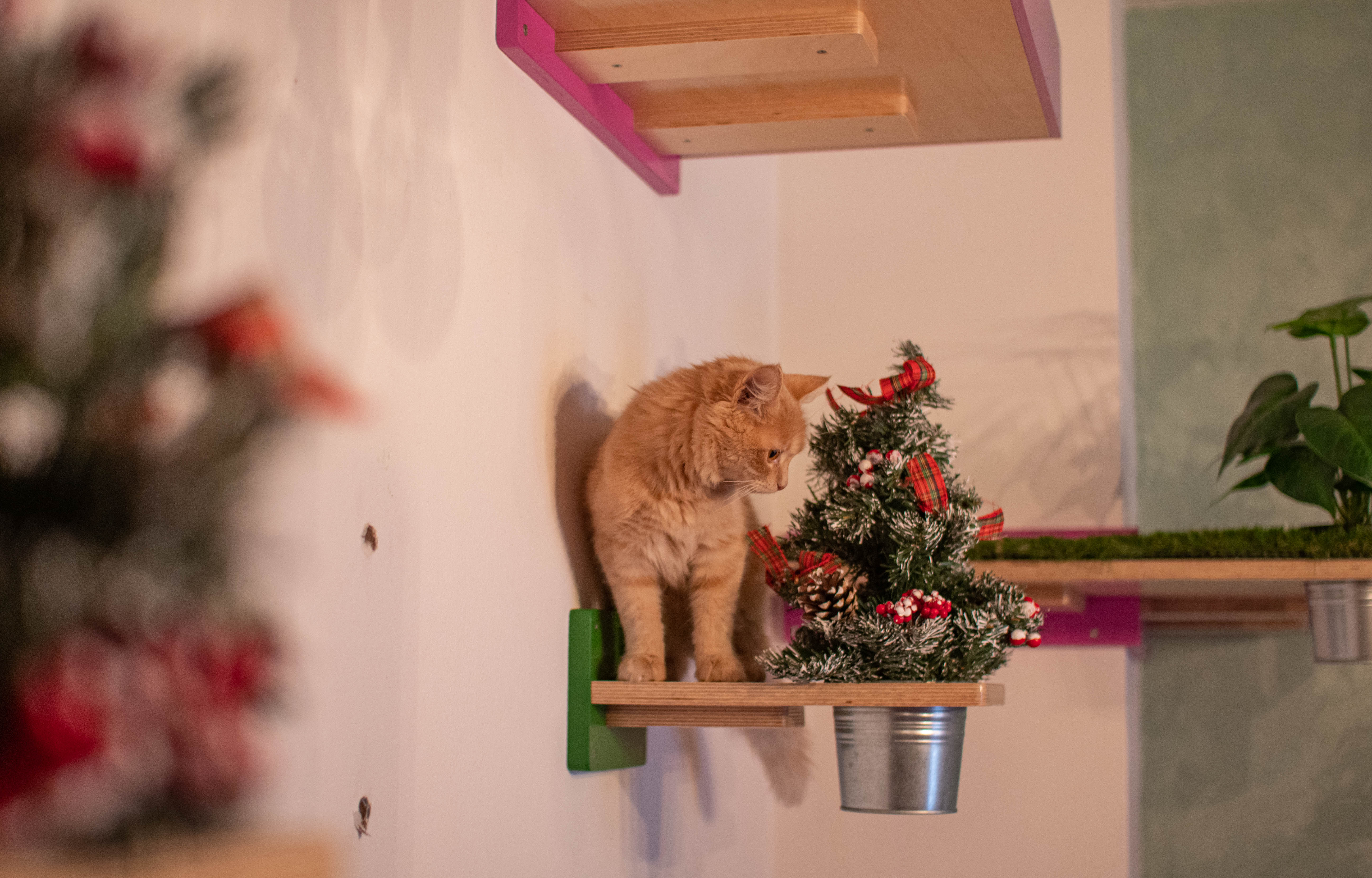 Cat Wall Shelf Step Plant - Wally Flora - Scratchy Things Premium Pet Furniture