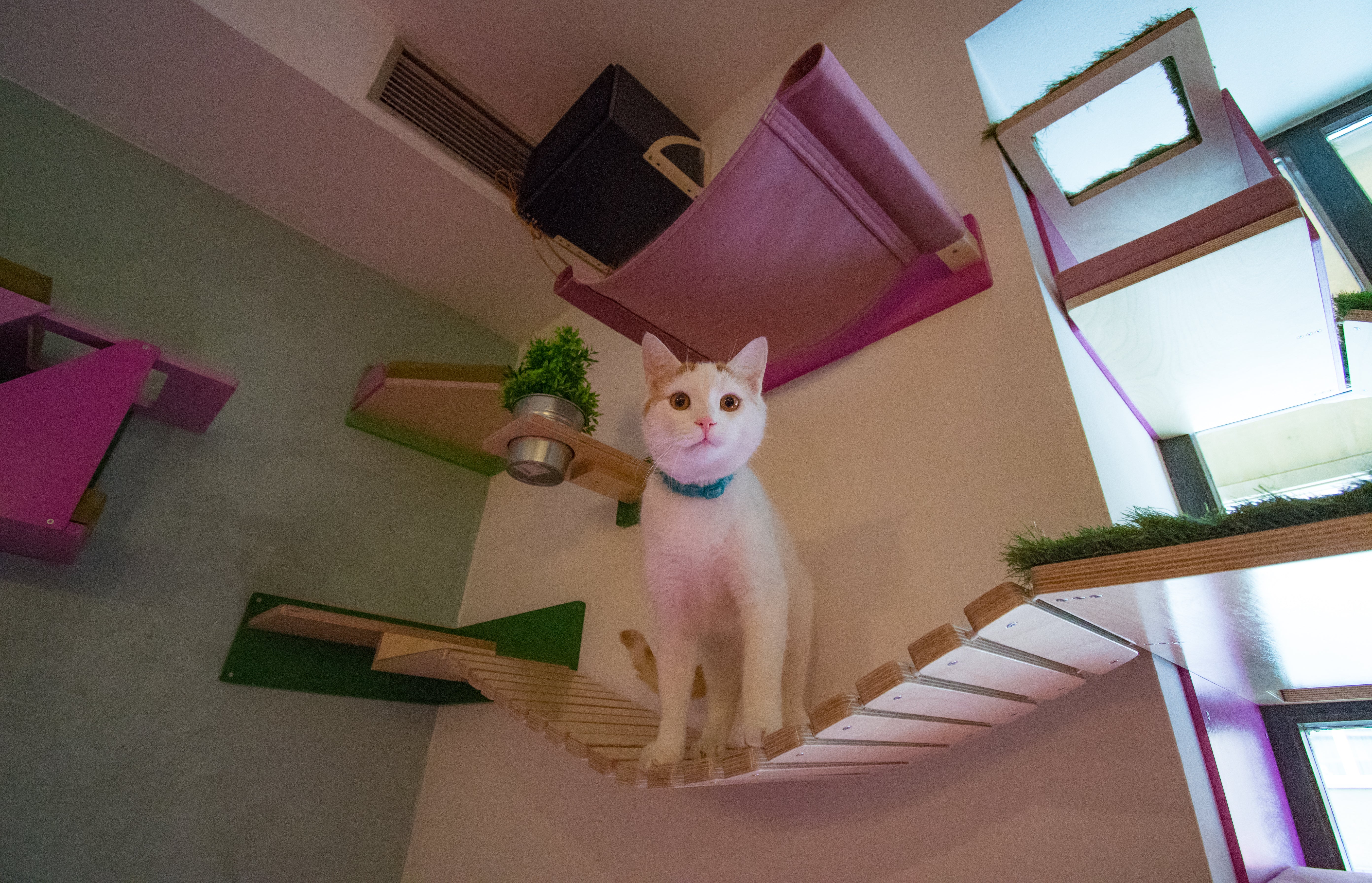 Cat Wall Shelf Corner - Wally Combo Corner - Scratchy Things Premium Pet Furniture