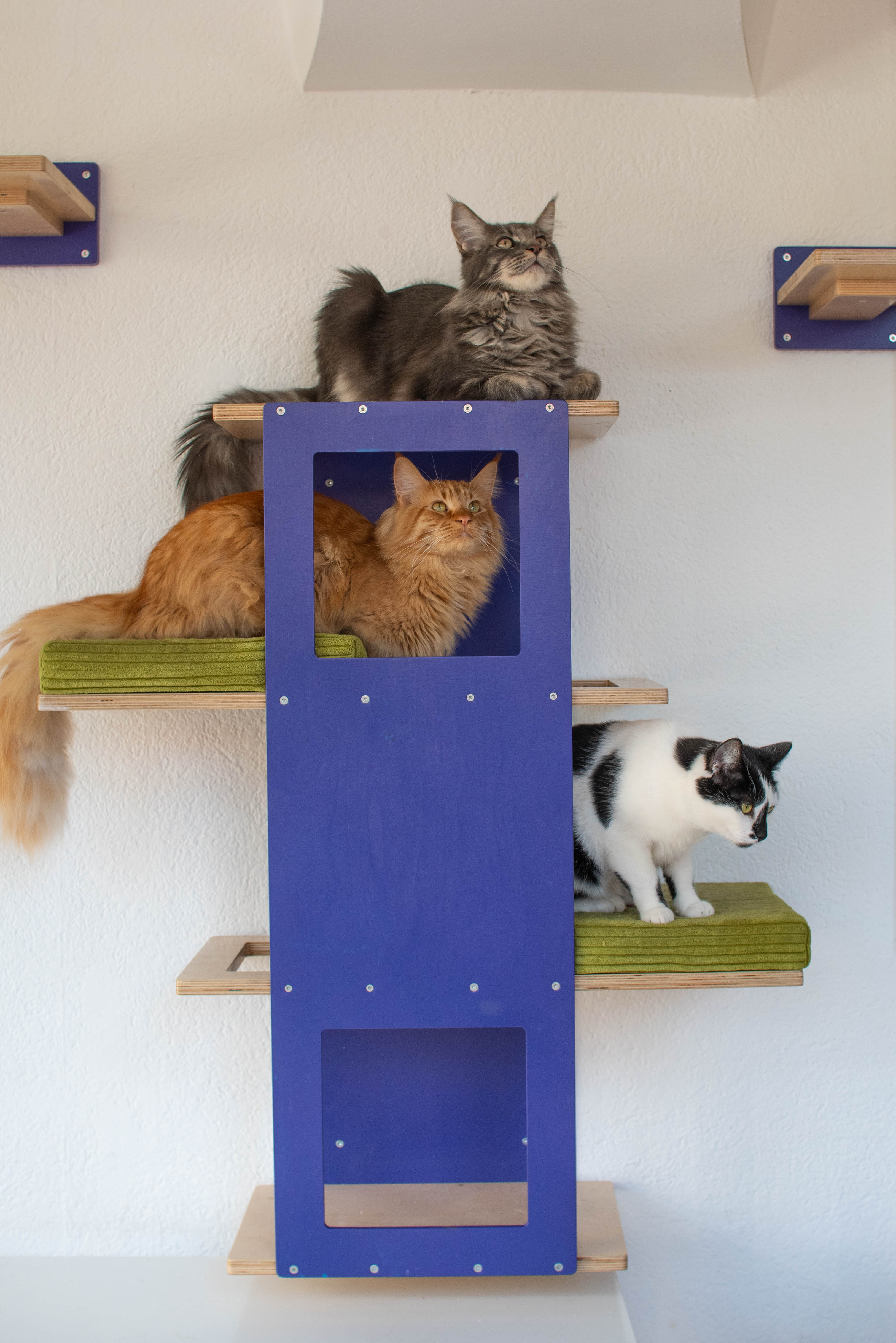 Big Cat Wall Shelf Bed - Wally BigCat Stacker - Scratchy Things Premium Pet Furniture
