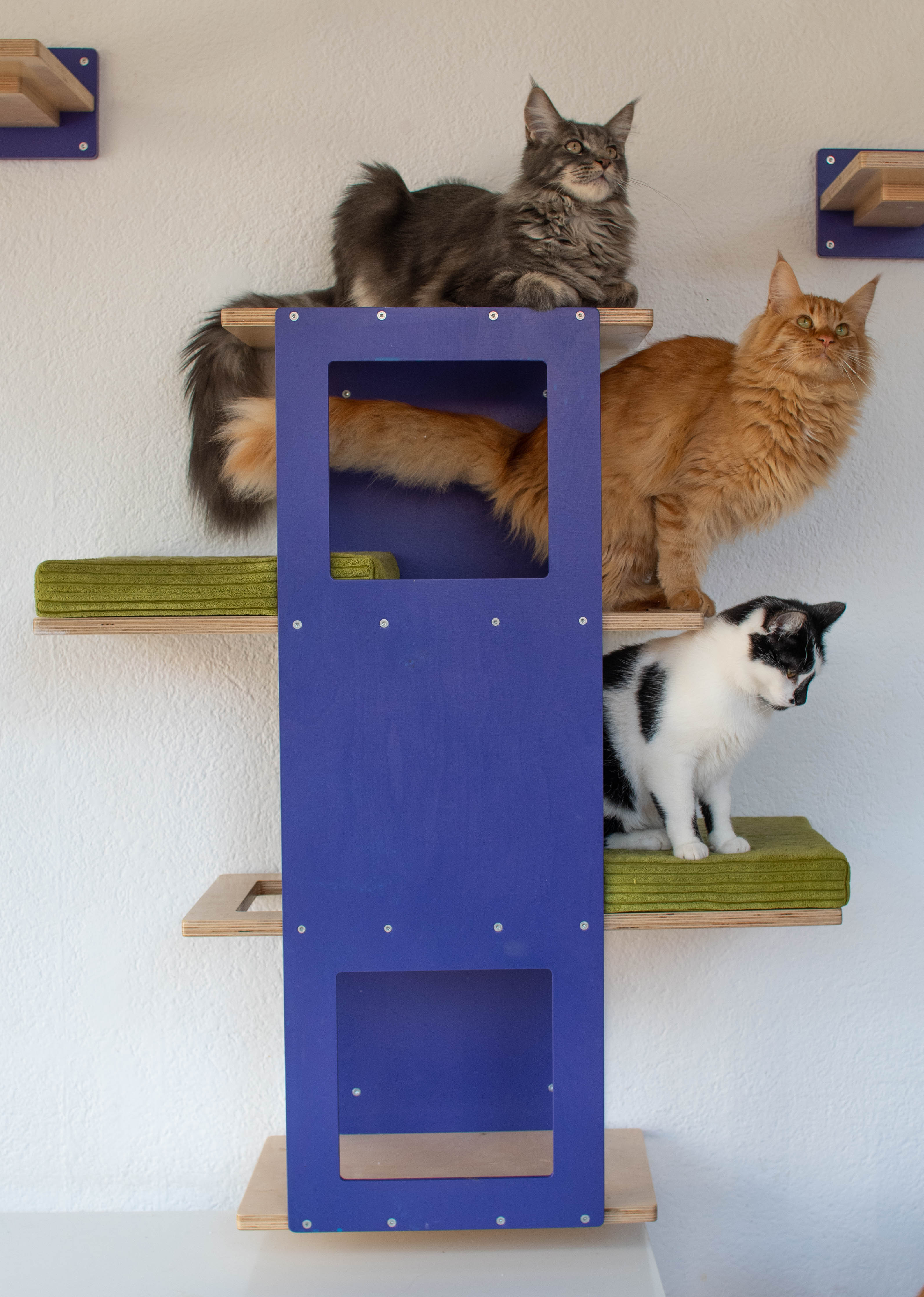 Big Cat Wall Shelf Bed - Wally BigCat Stacker - Scratchy Things Premium Pet Furniture