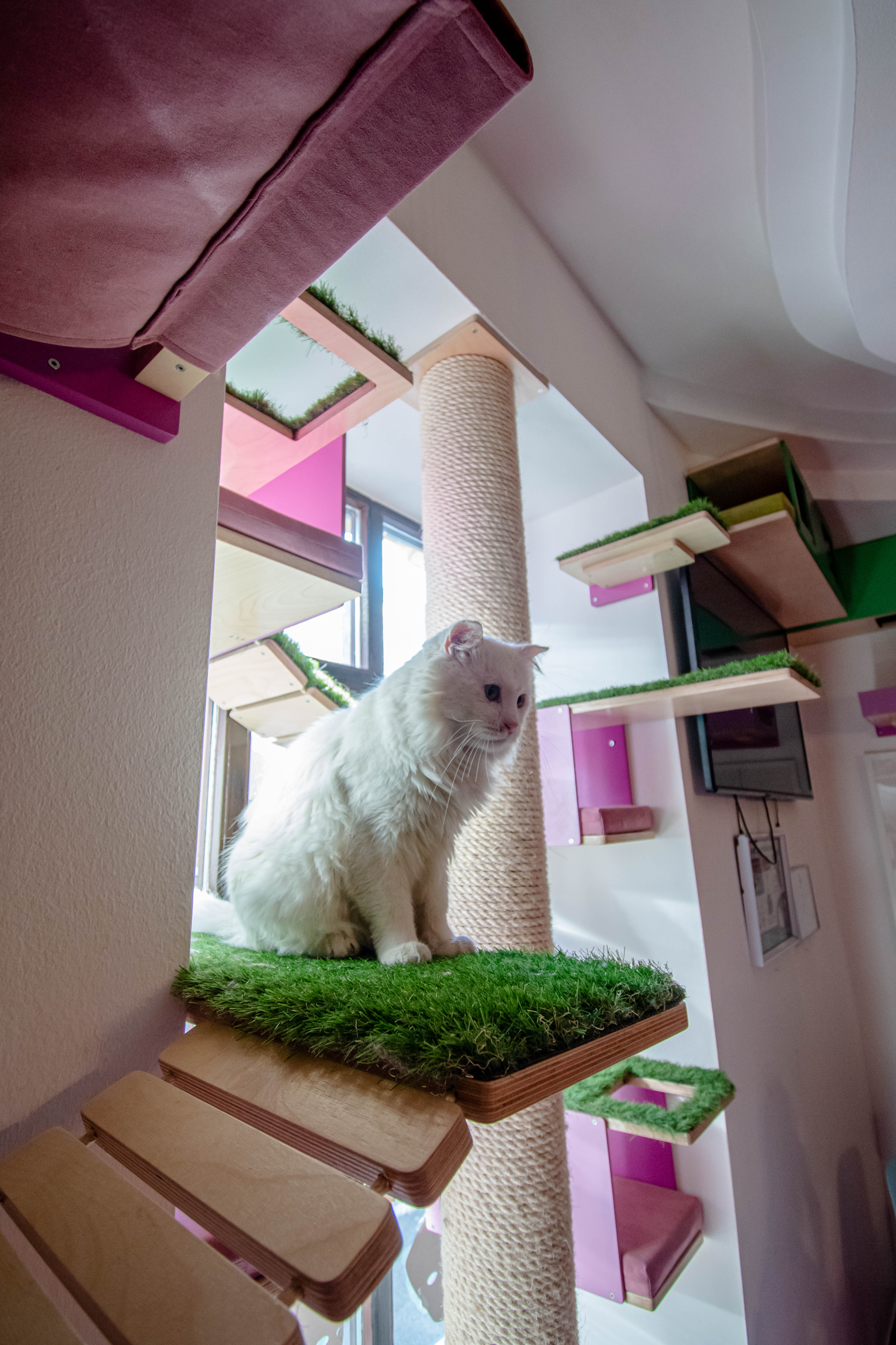 Cat Wall Bridge Shelf Step - Wally Bridge - Scratchy Things Premium Pet Furniture