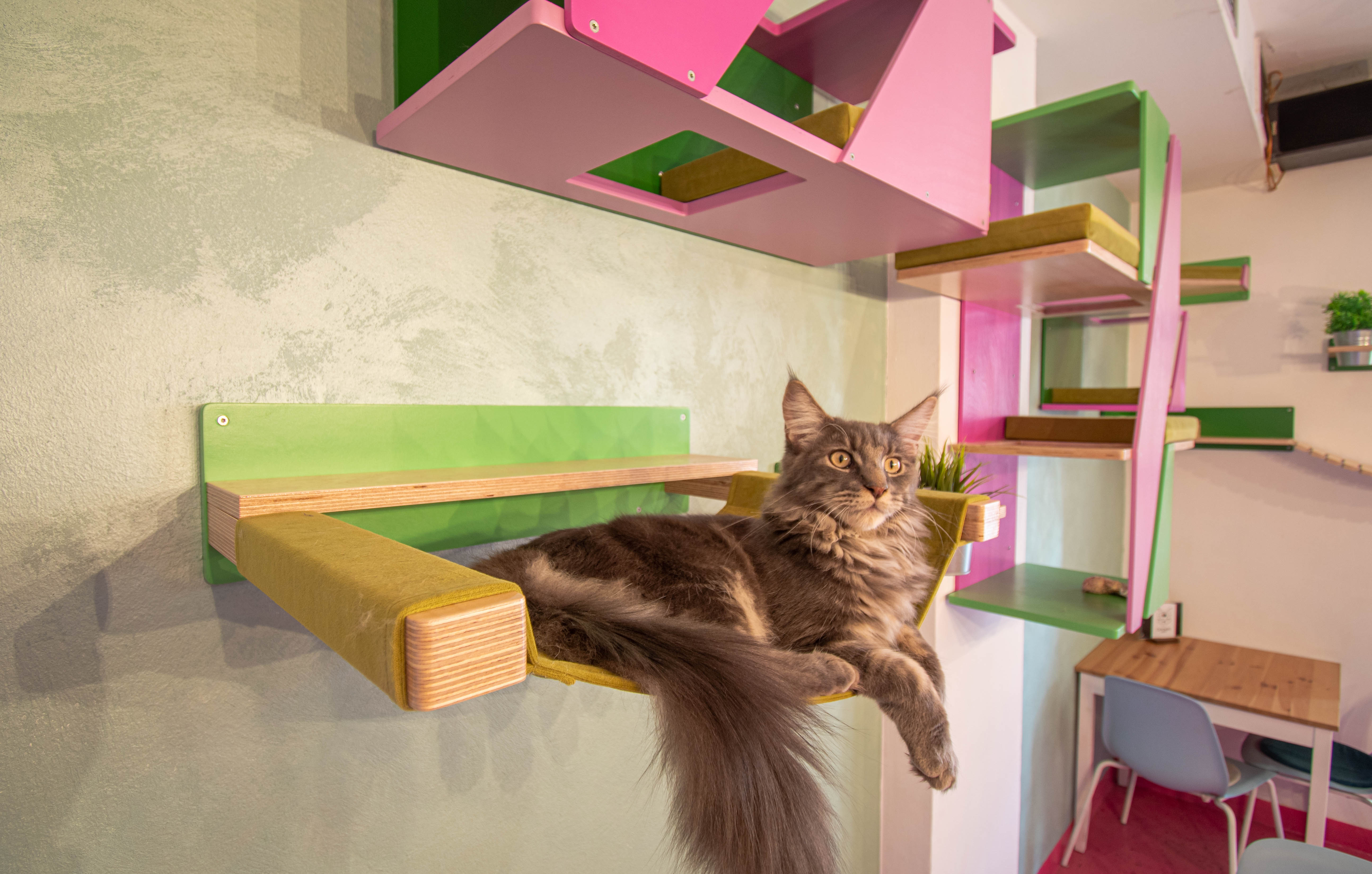 Cat Wall Shelf Bed Hammock - Wally ComboCot - Scratchy Things Premium Pet Furniture