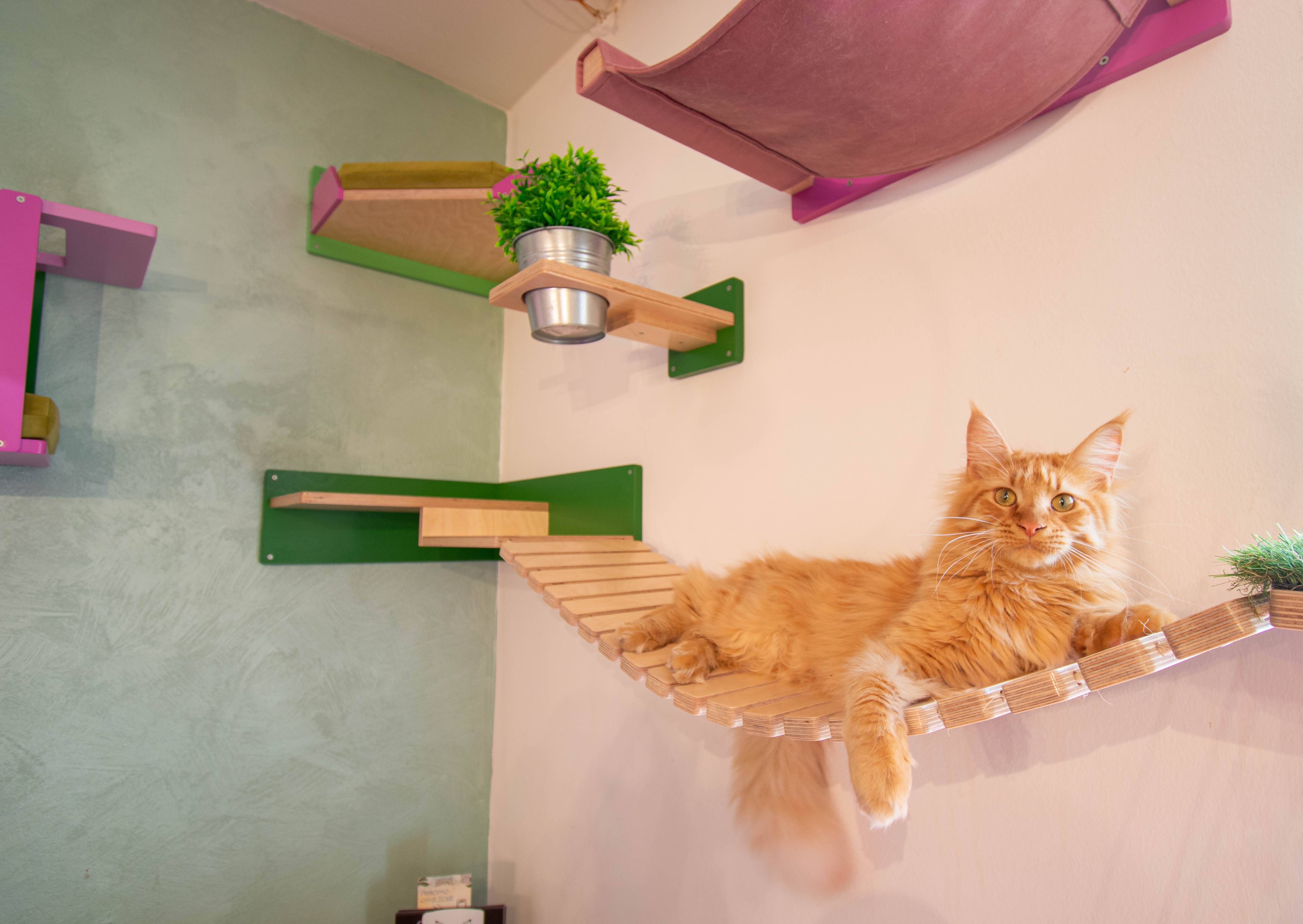 Cat Wall Shelf Corner - Wally Combo Corner - Scratchy Things Premium Pet Furniture