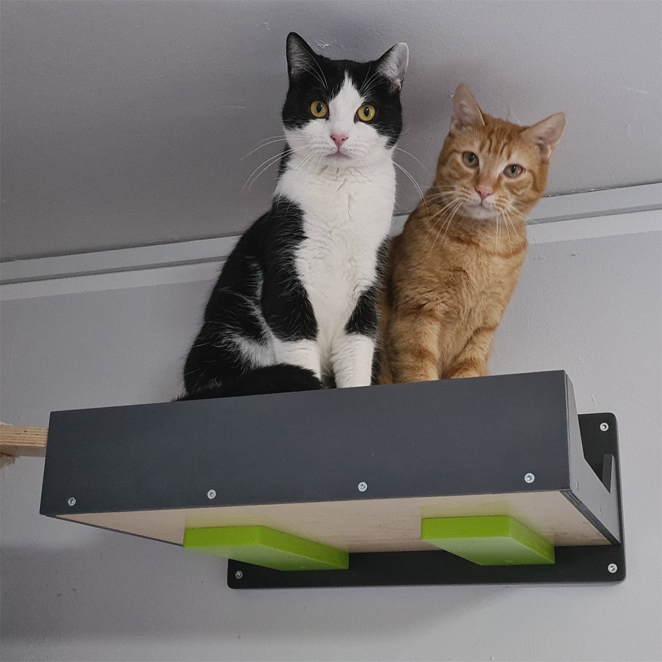 Big Cat Wall Shelf Bed - Wally BigCat Flat Plus - Scratchy Things Premium Pet Furniture