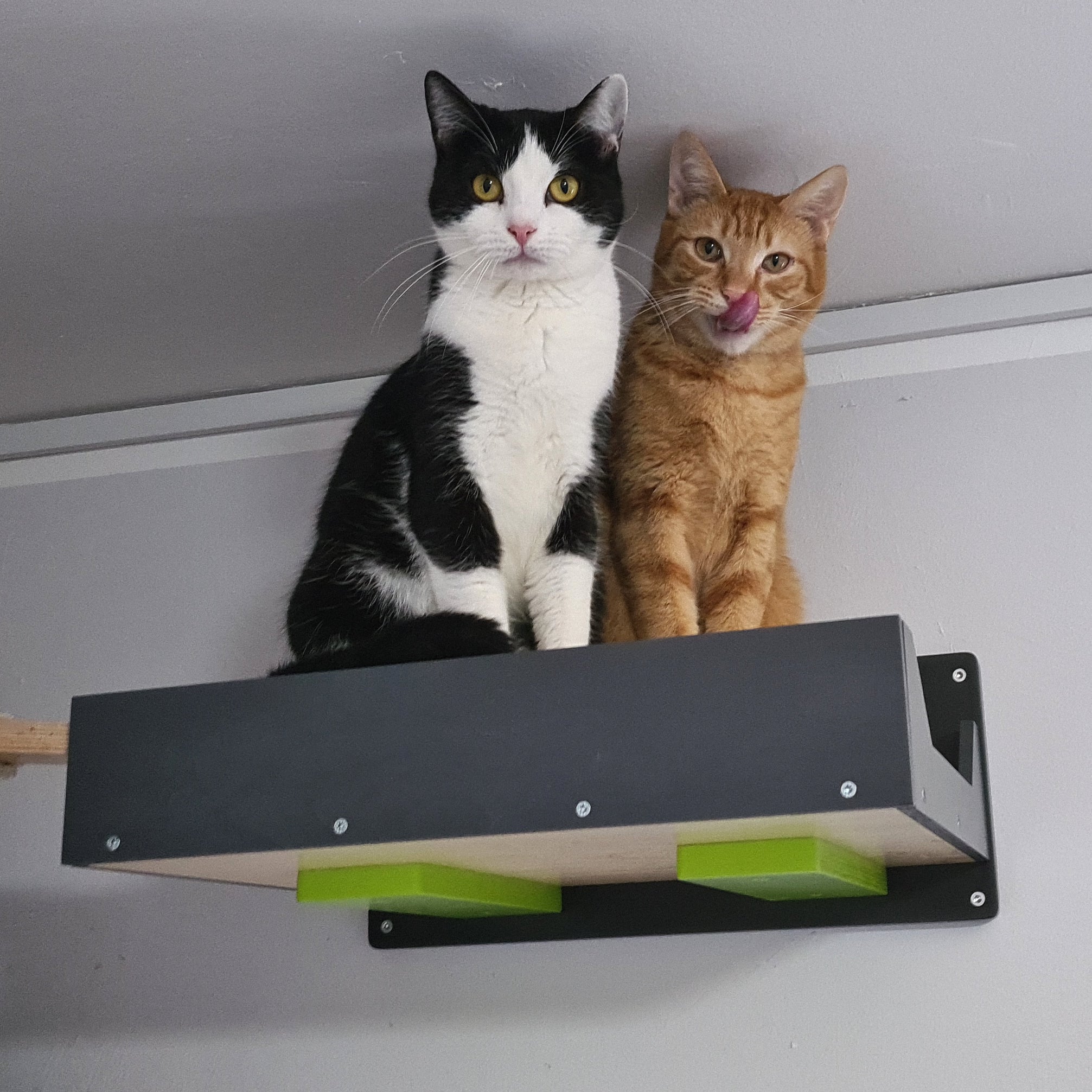 Cat Wall Shelf Bed Bundle - Wally Flat Plus Double Bundle - Scratchy Things Premium Pet Furniture
