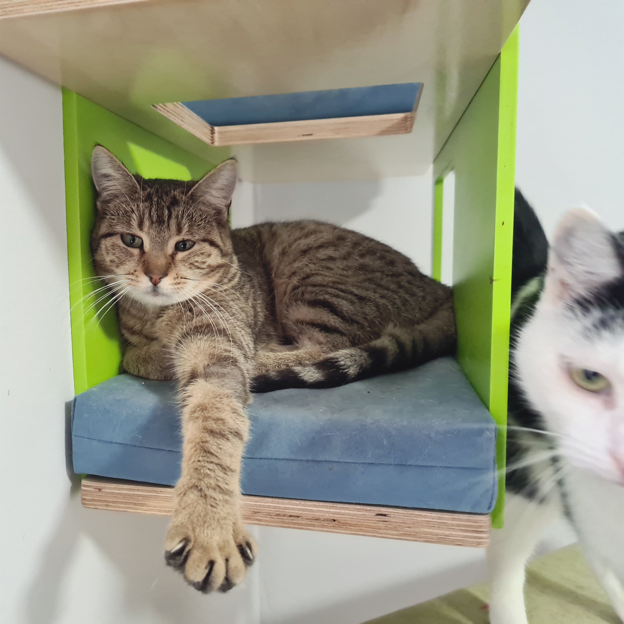 Cat Wall Shelf Bed - Wally Tunnel Mini - Scratchy Things Premium Pet Furniture