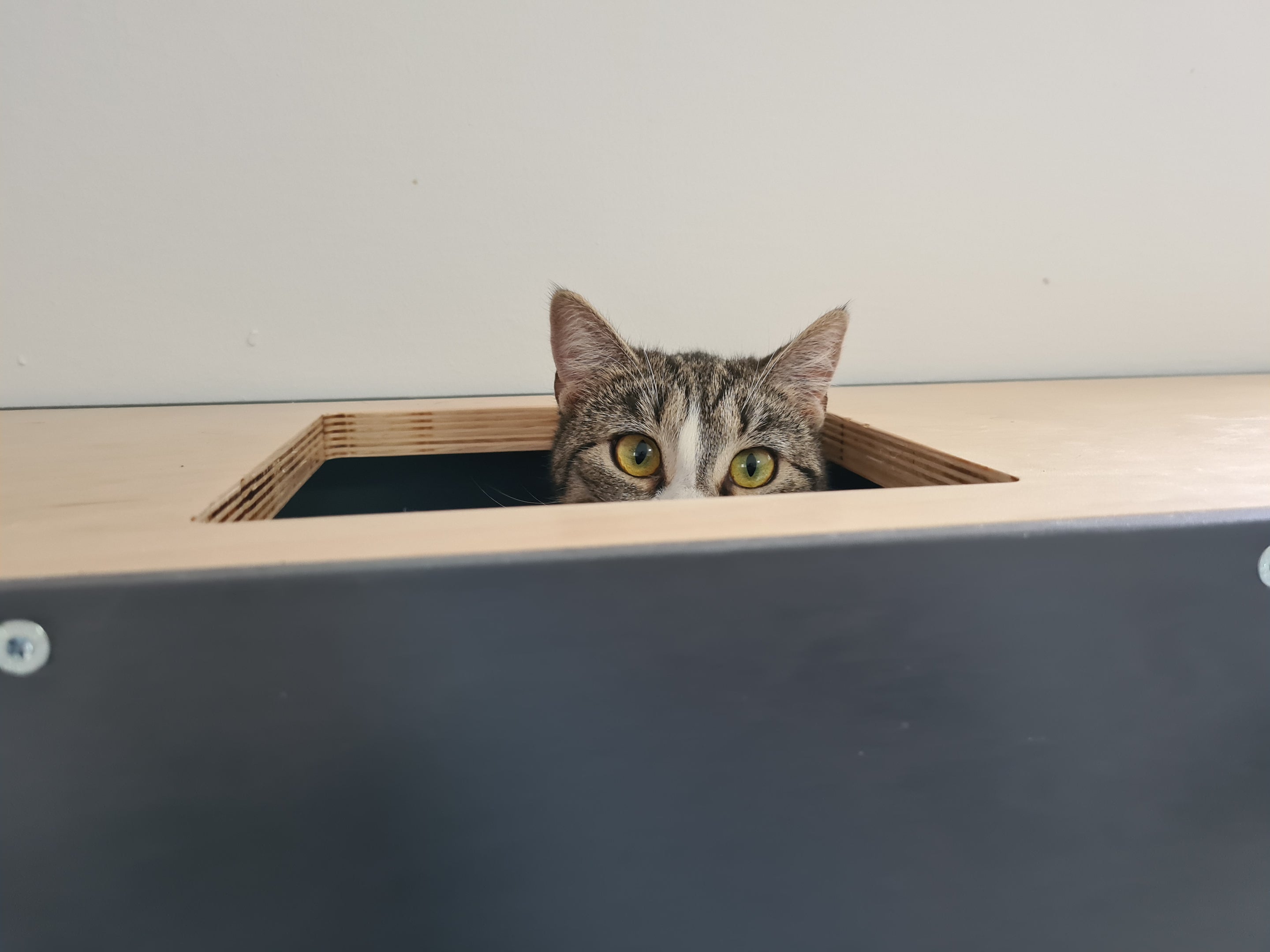 Cat Wall Shelf Bed - Wally Tunnel Upside-Down - Scratchy Things Premium Pet Furniture