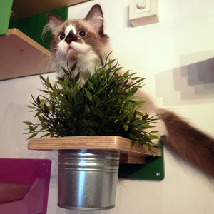 Cat Wall Shelf Step Plant - Wally Flora - Scratchy Things Premium Pet Furniture