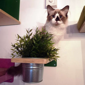 Cat Wall Shelf Step Plant - Wally Flora - Scratchy Things Premium Pet Furniture
