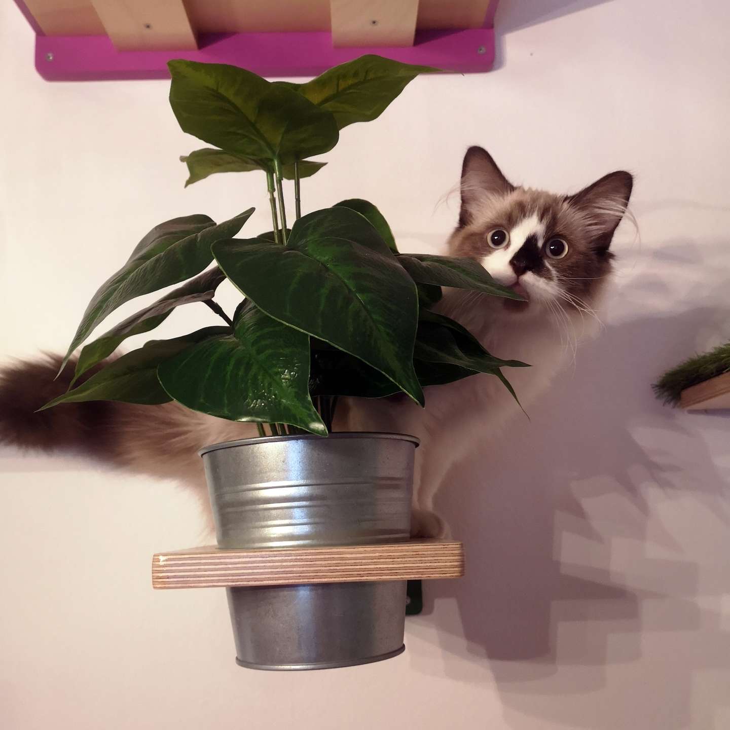 Cat Wall Shelf Step Plant - Wally Flora - Scratchy Things Premium Pet Furniture
