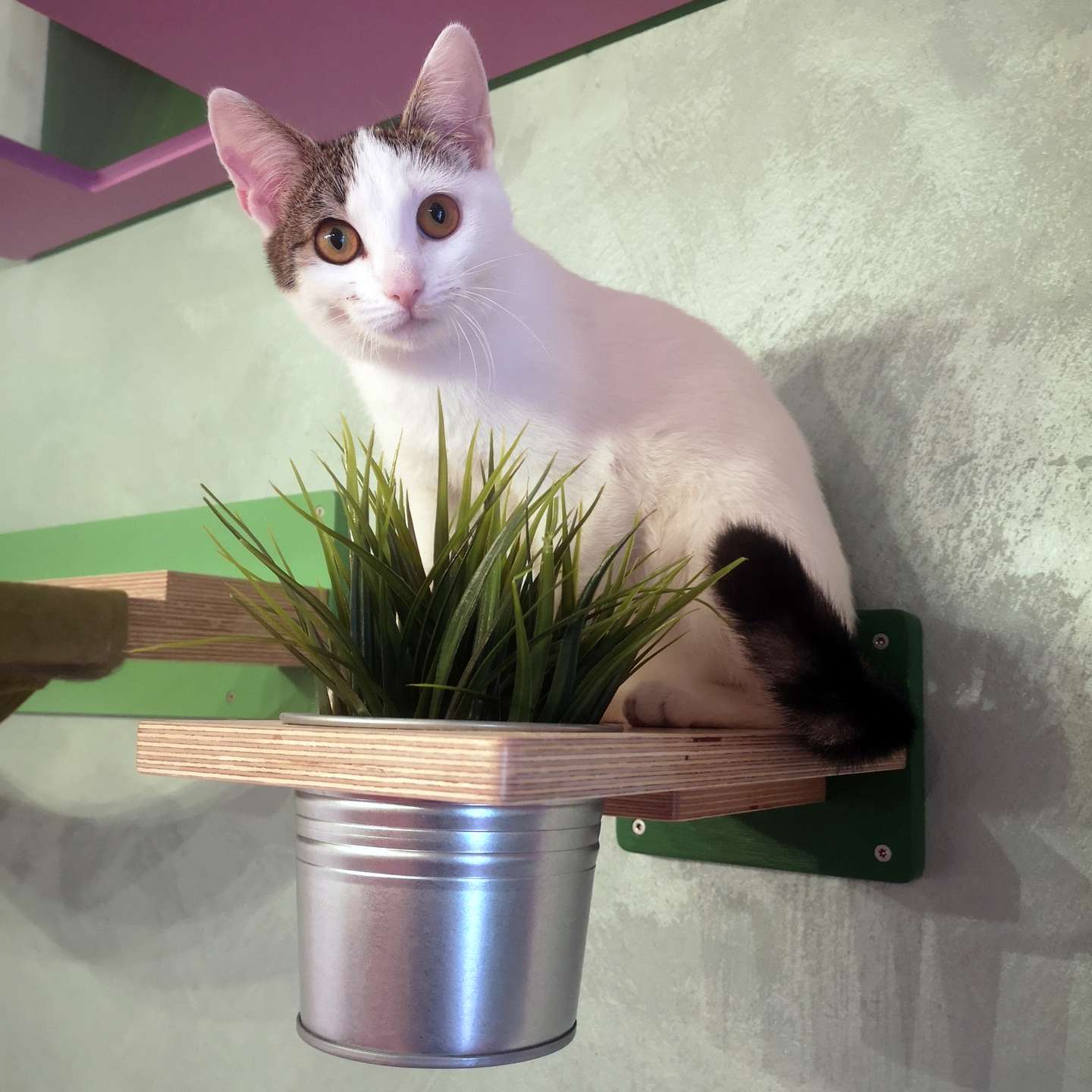 Cat Wall Shelf Step Plant - Wally Flora - Scratchy Things Premium Pet Furniture