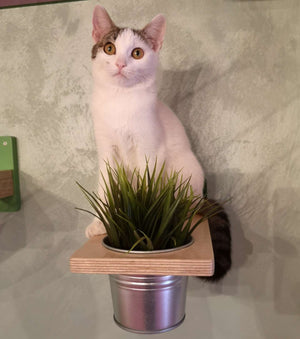 Cat Wall Shelf Step Plant - Wally Flora - Scratchy Things Premium Pet Furniture