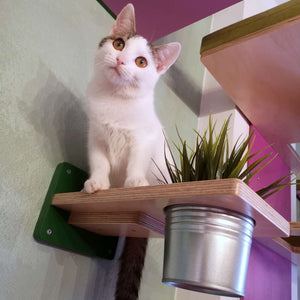 Cat Wall Shelf Step Plant - Wally Flora - Scratchy Things Premium Pet Furniture