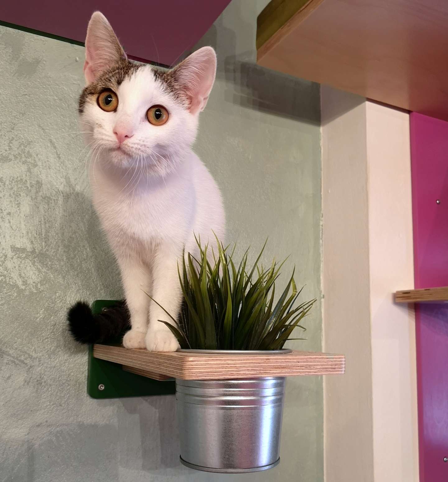 Cat Wall Shelf Step Plant - Wally Flora - Scratchy Things Premium Pet Furniture