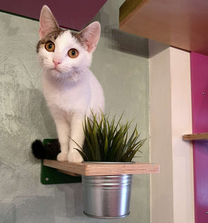 Cat Wall Shelf Step Plant - Wally Flora - Scratchy Things Premium Pet Furniture