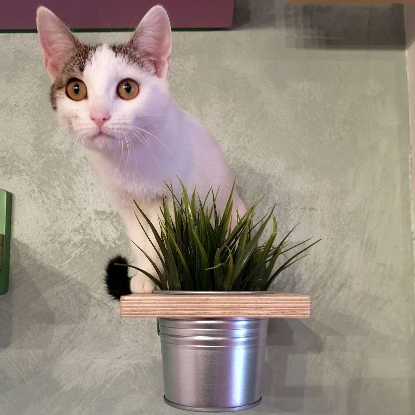 Cat Wall Shelf Step Plant - Wally Flora - Scratchy Things Premium Pet Furniture