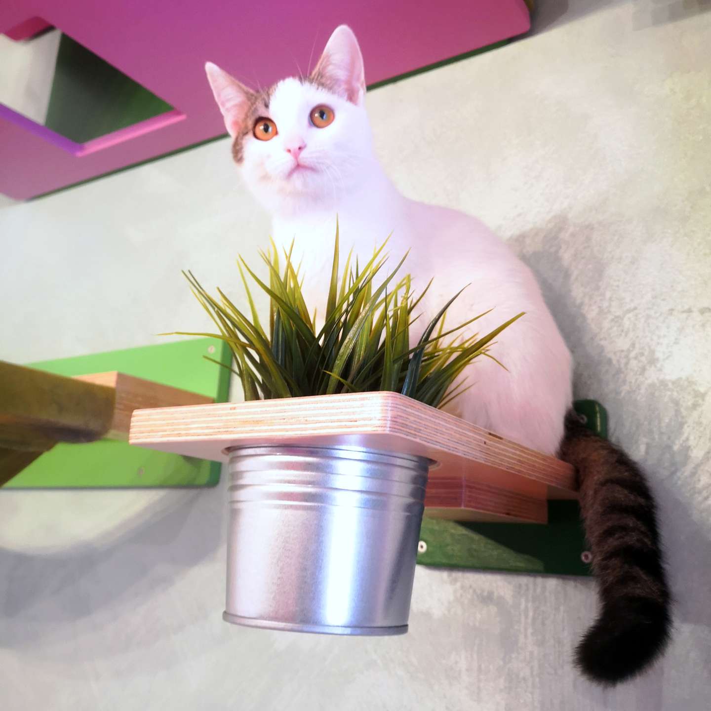 Cat Wall Shelf Step Plant - Wally Flora - Scratchy Things Premium Pet Furniture