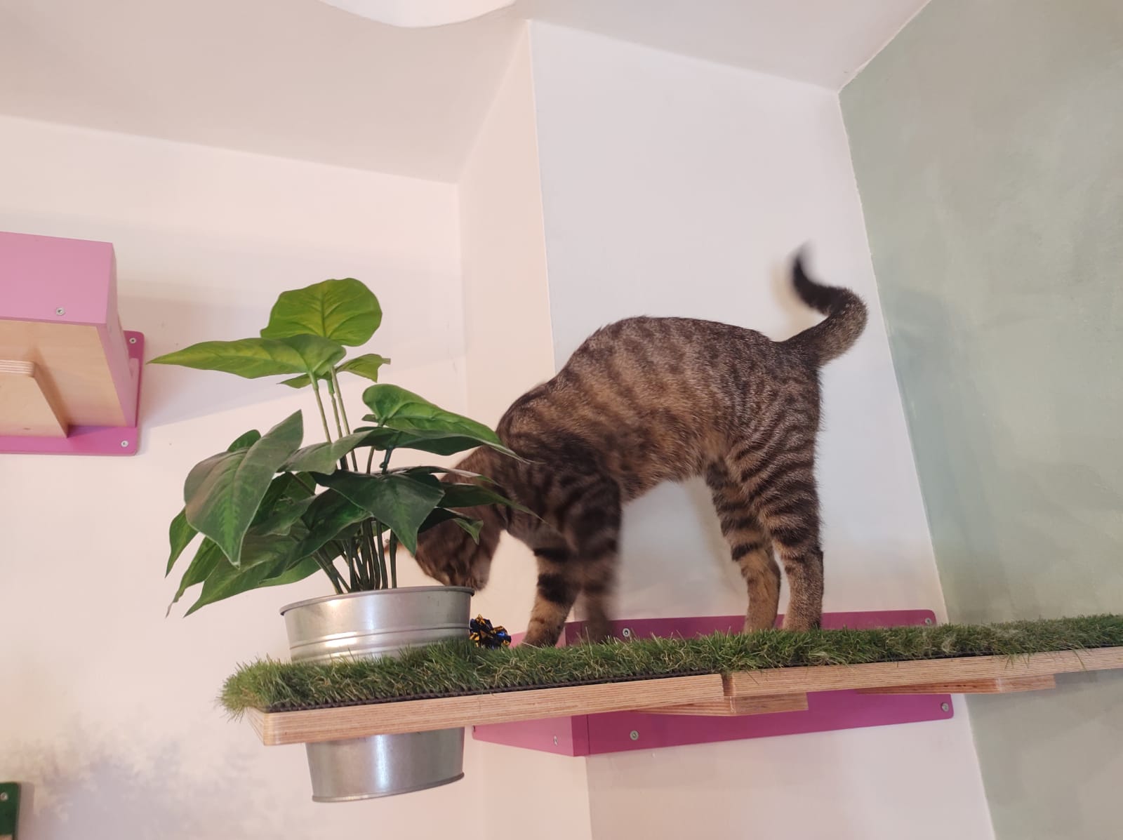 Cat Wall Shelf Step - Wally Flat - Scratchy Things Premium Pet Furniture