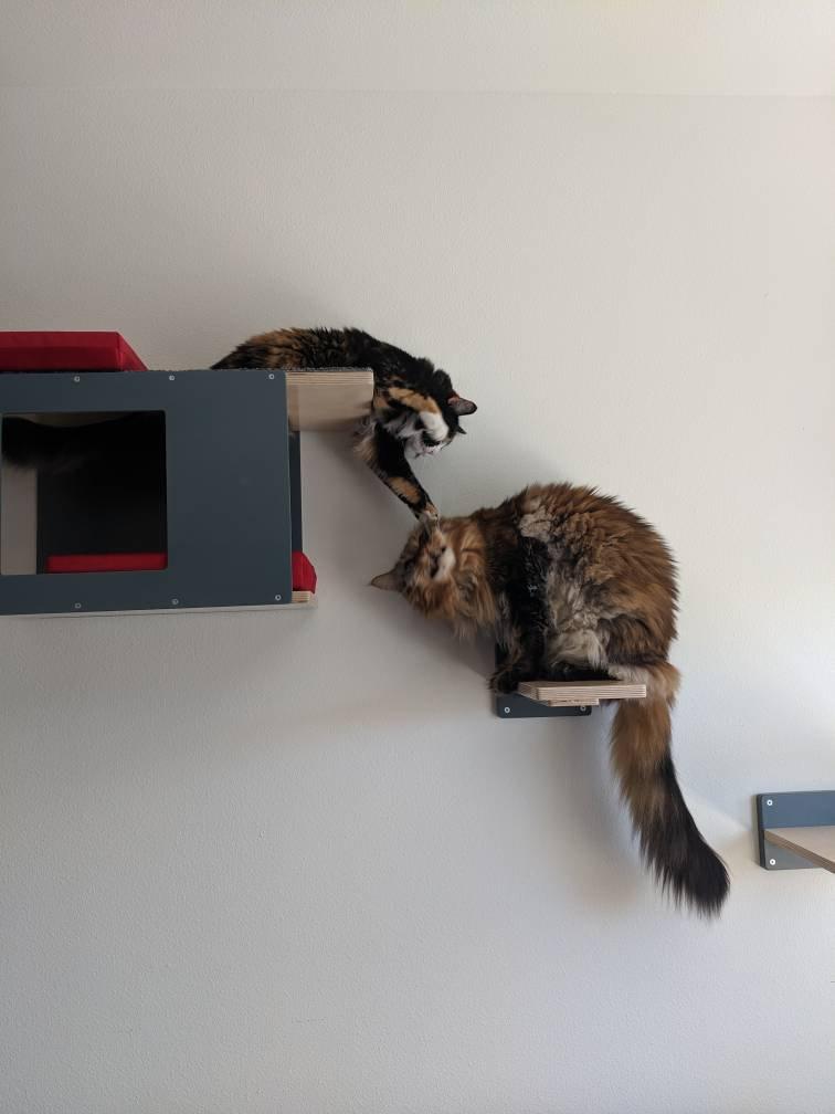 Big Cat Wall Shelf Bed Bundle - Wally BigCat Tunnel Mini Bundle - Scratchy Things Premium Pet Furniture