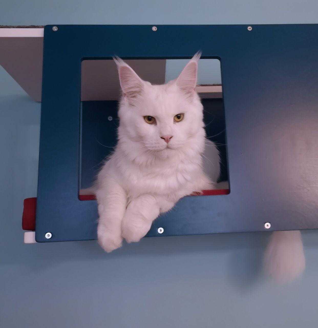 Big Cat Wall Shelf Bed Giant - Wally Giant Tunnel - Scratchy Things Premium Pet Furniture