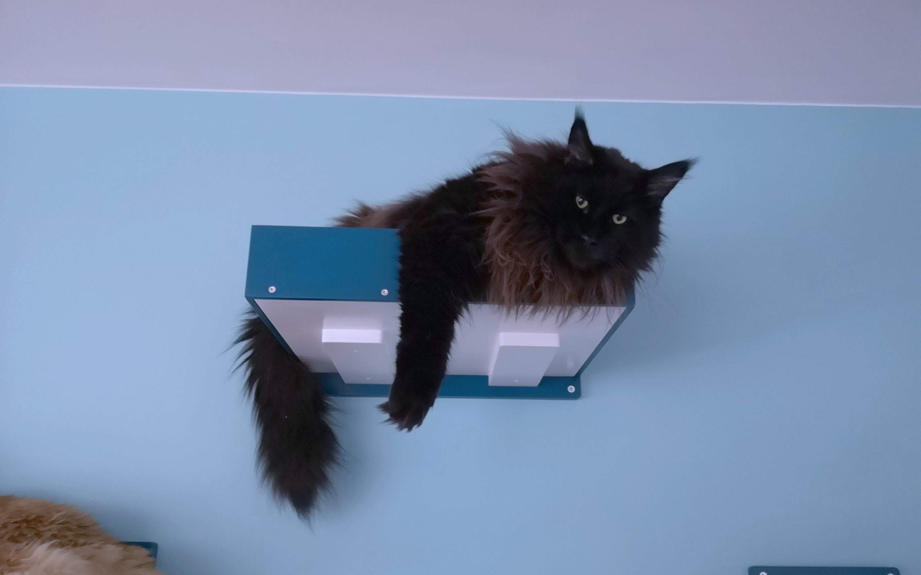 Big Cat Wall Shelf Bed - Wally BigCat Flat Plus - Scratchy Things Premium Pet Furniture