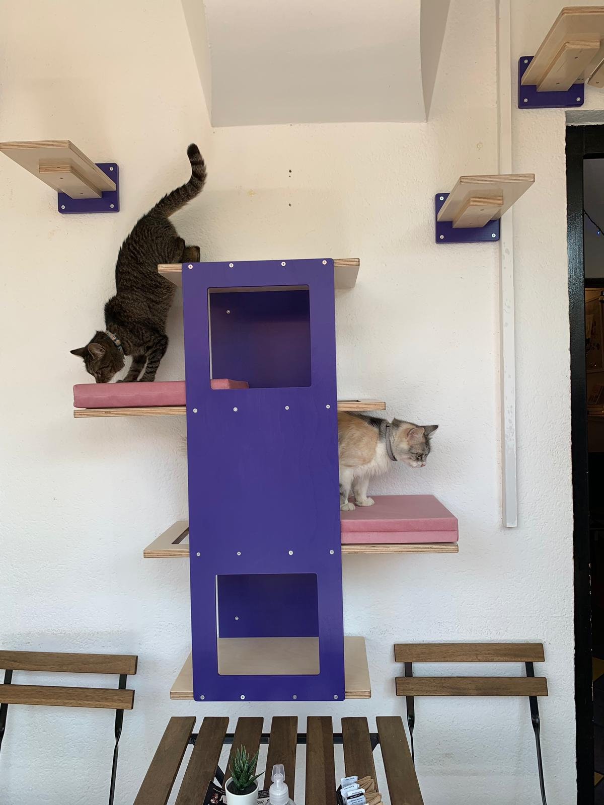 Big Cat Wall Shelf Bed - Wally BigCat Stacker - Scratchy Things Premium Pet Furniture