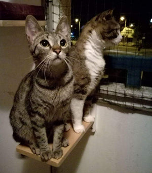 Car Wall Step Shelf - Wally 1-Step - Scratchy Things Premium Pet Furniture