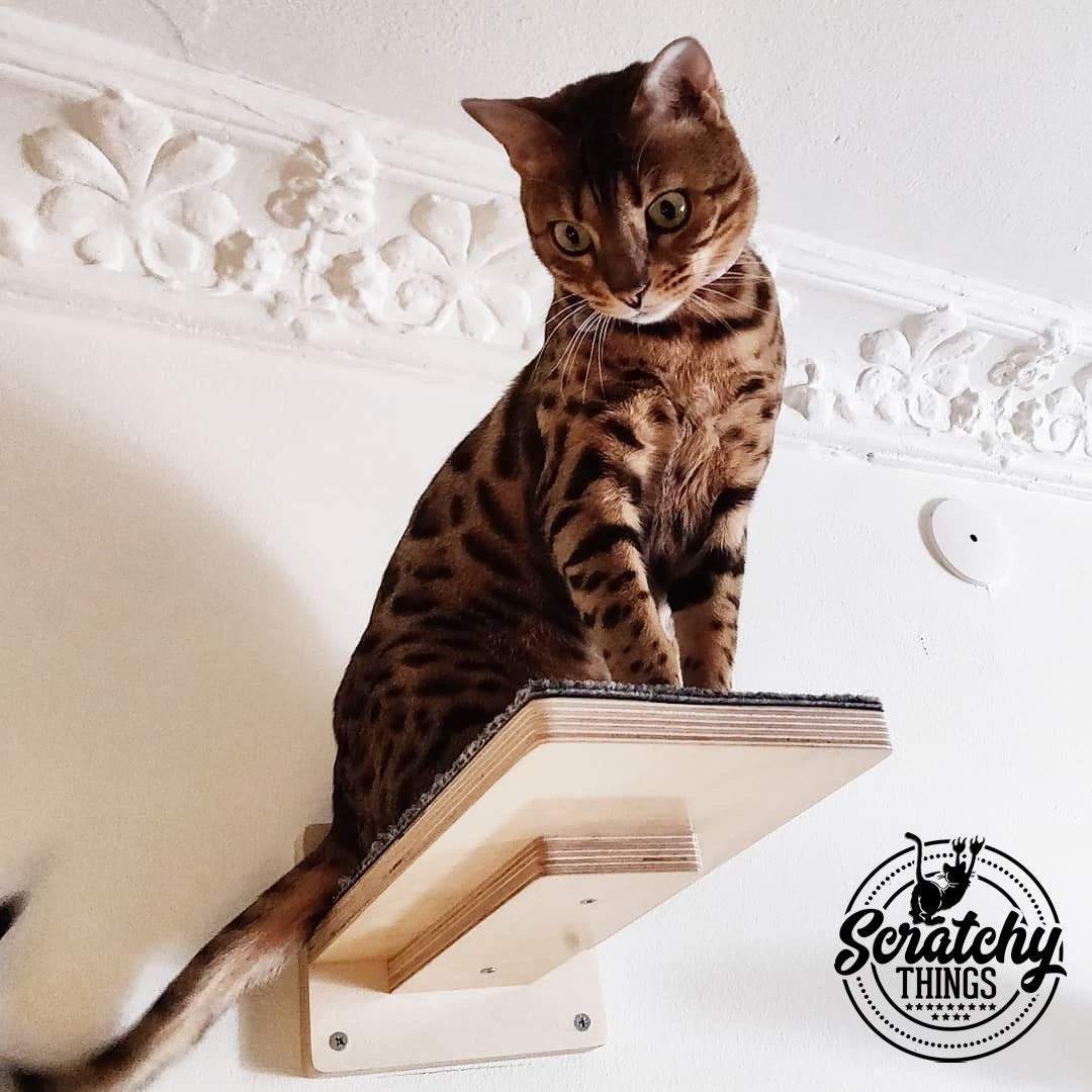 Car Wall Step Shelf - Wally 1-Step - Scratchy Things Premium Pet Furniture