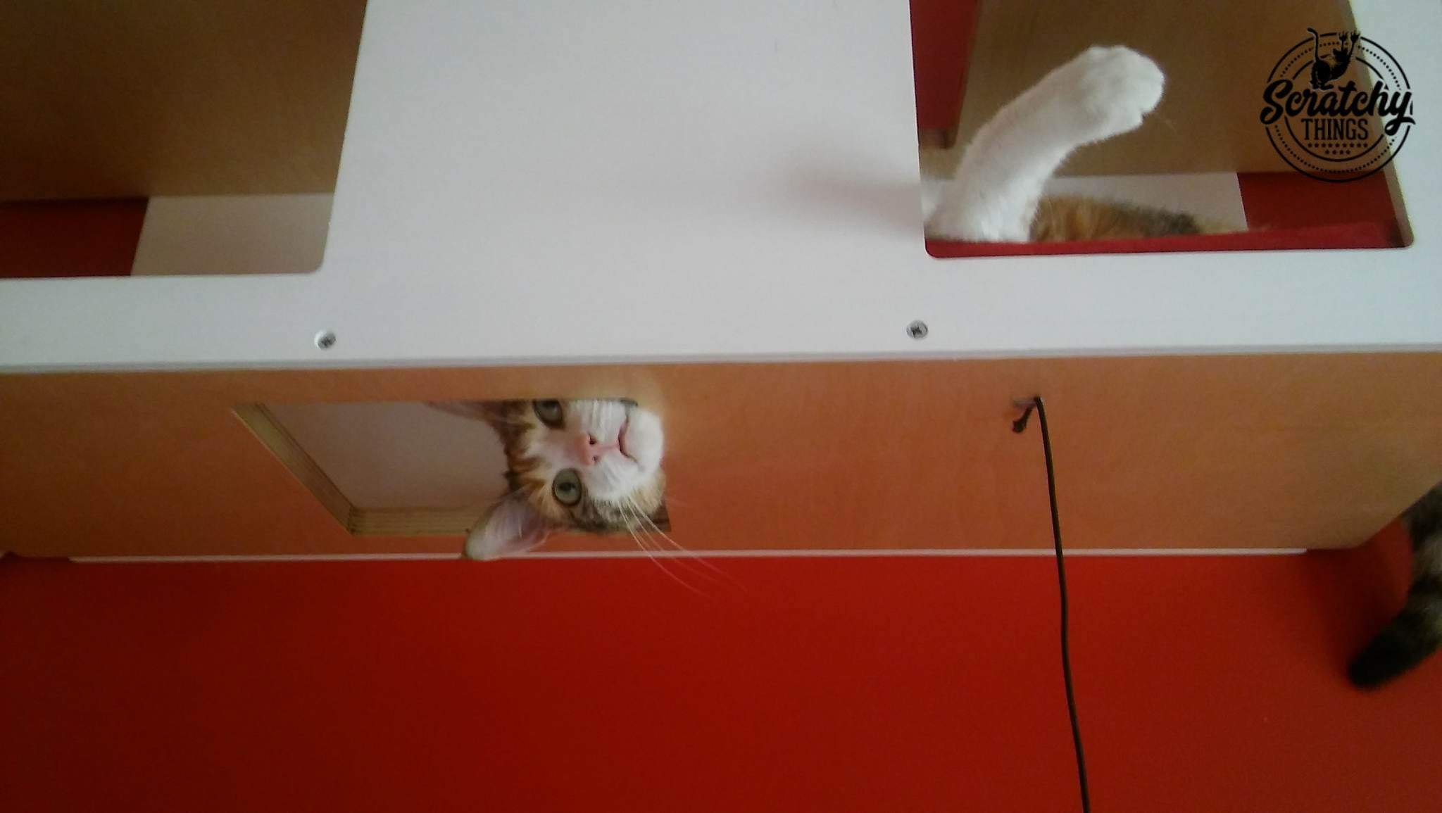 Cat Ceiling Shelf Bed - Wally Tunnel Top - Scratchy Things Premium Pet Furniture